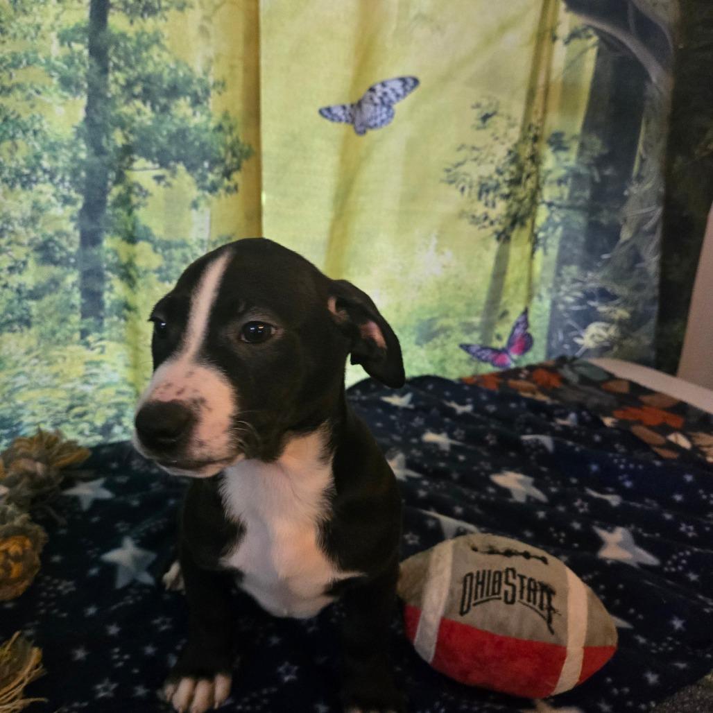 Jacie, Adoptable, Puppy Female Hound.