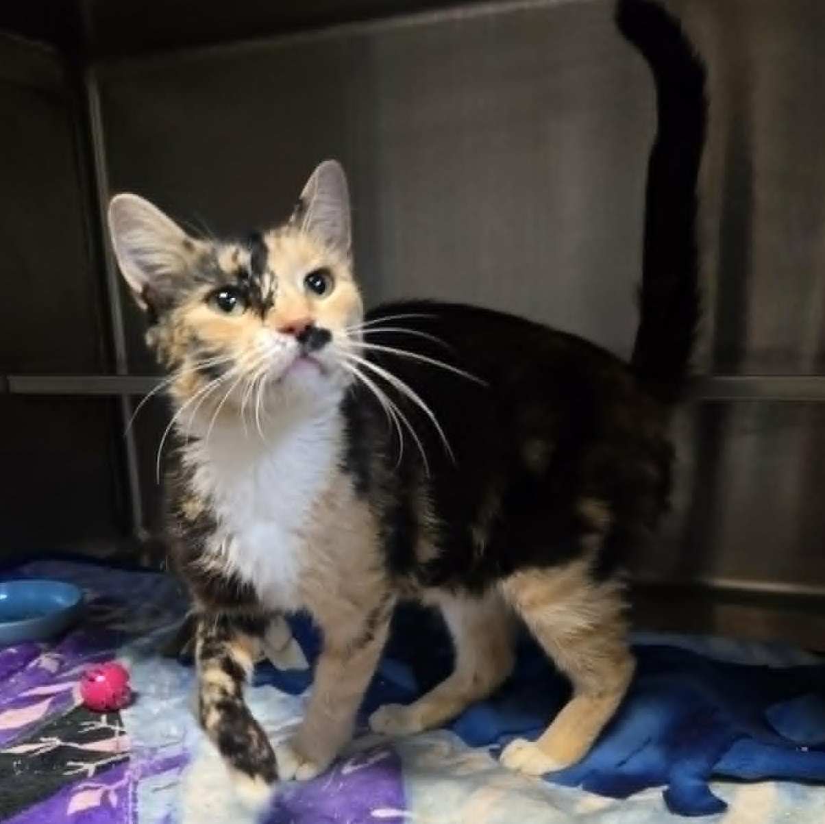 Enlarge Rosalie (At Petco), a Adoptable Domestic Short Hair in Watertown, WI image 2/4