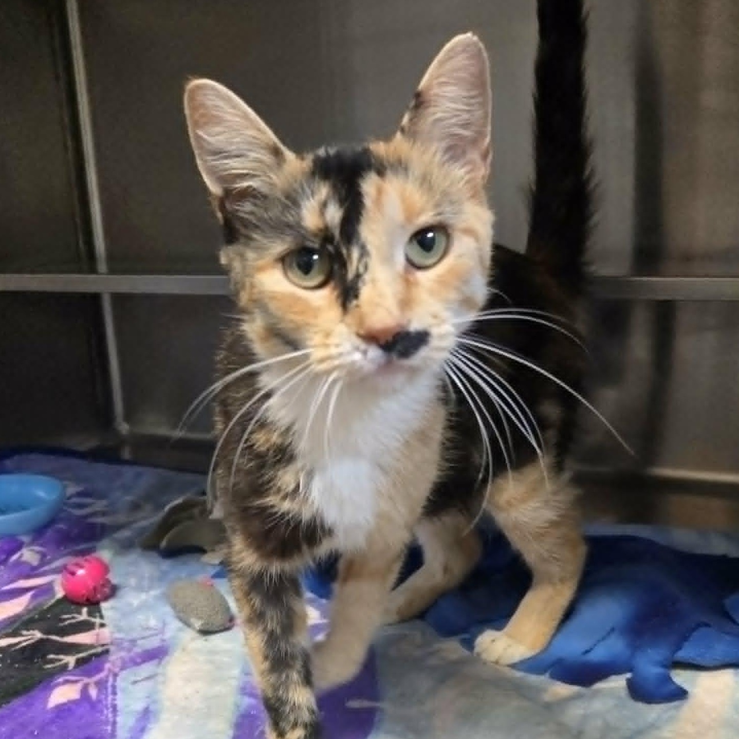 Enlarge Rosalie (At Petco), a Adoptable Domestic Short Hair in Watertown, WI image 1/4
