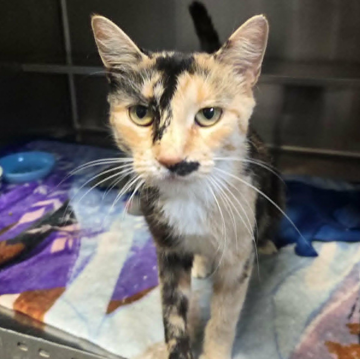 Enlarge Rosalie (At Petco), a Adoptable Domestic Short Hair in Watertown, WI image 4/4
