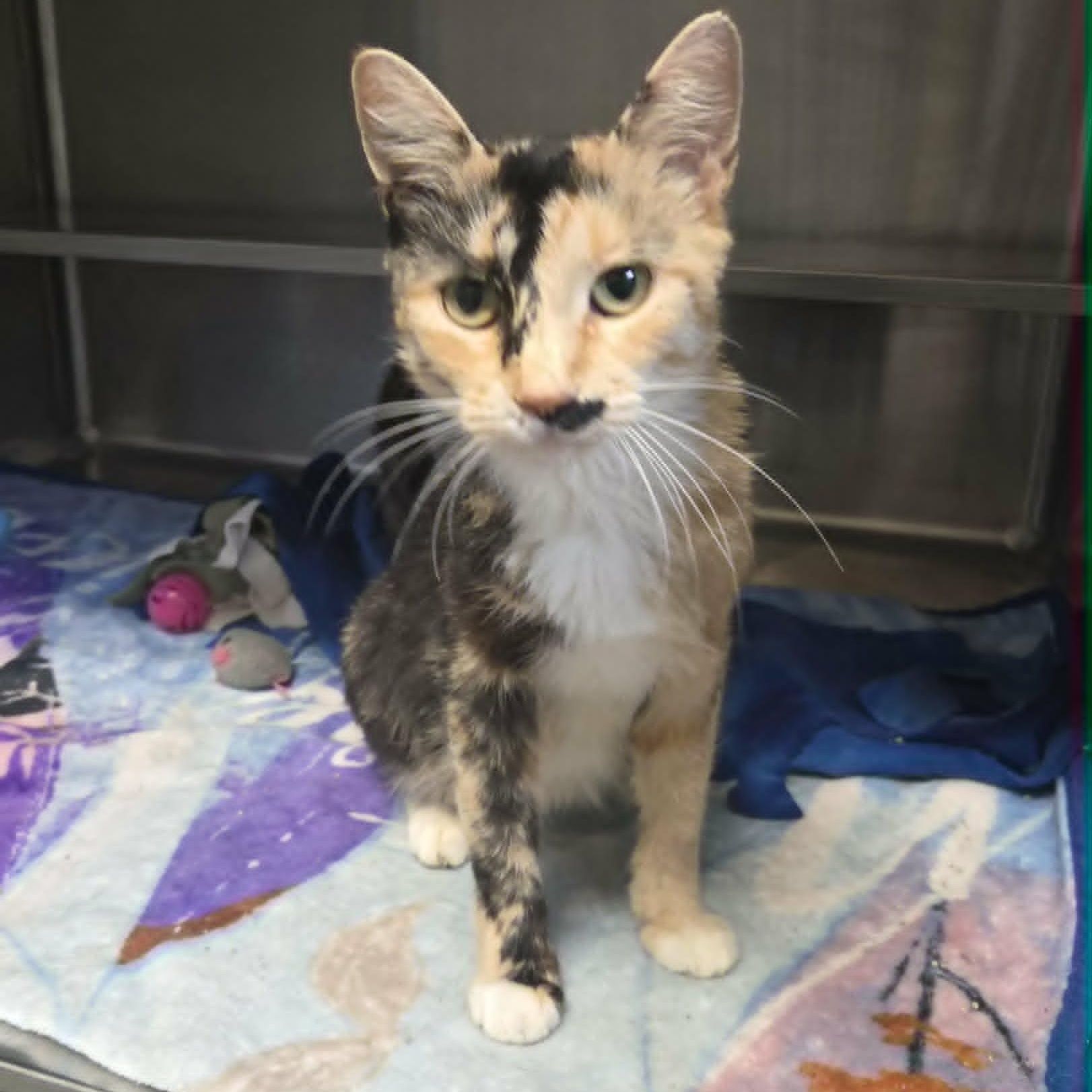 Enlarge Rosalie (At Petco), a Adoptable Domestic Short Hair in Watertown, WI image 3/4