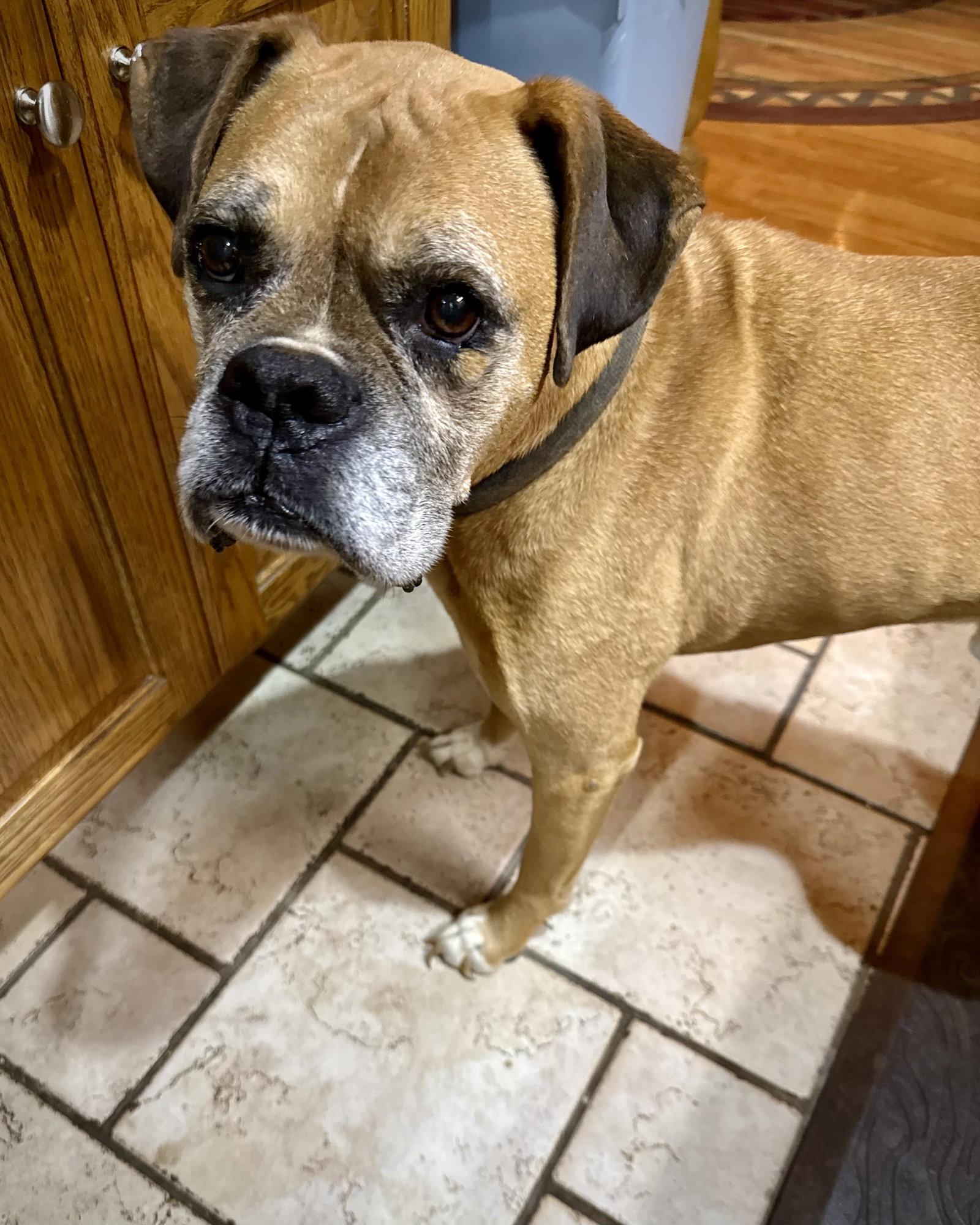 Enlarge Jake, a Adoptable Boxer in Monticello, NY image 1/1