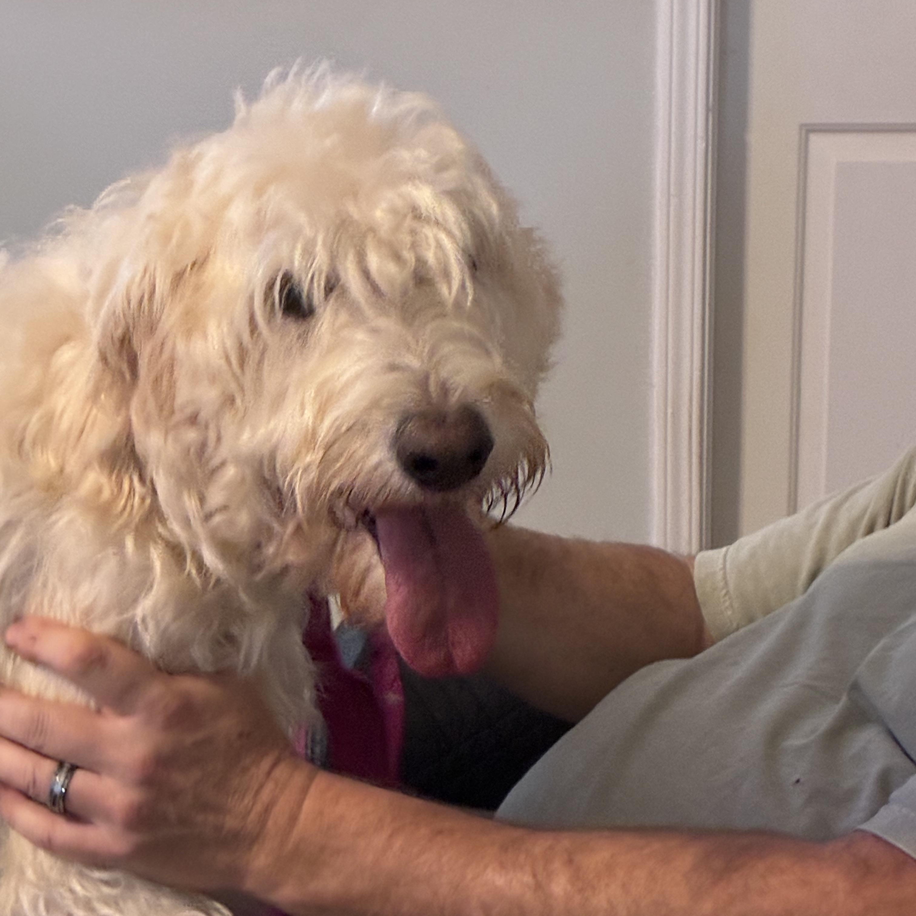 Honey, an adopted Labradoodle in Woodruff, SC image 2/6