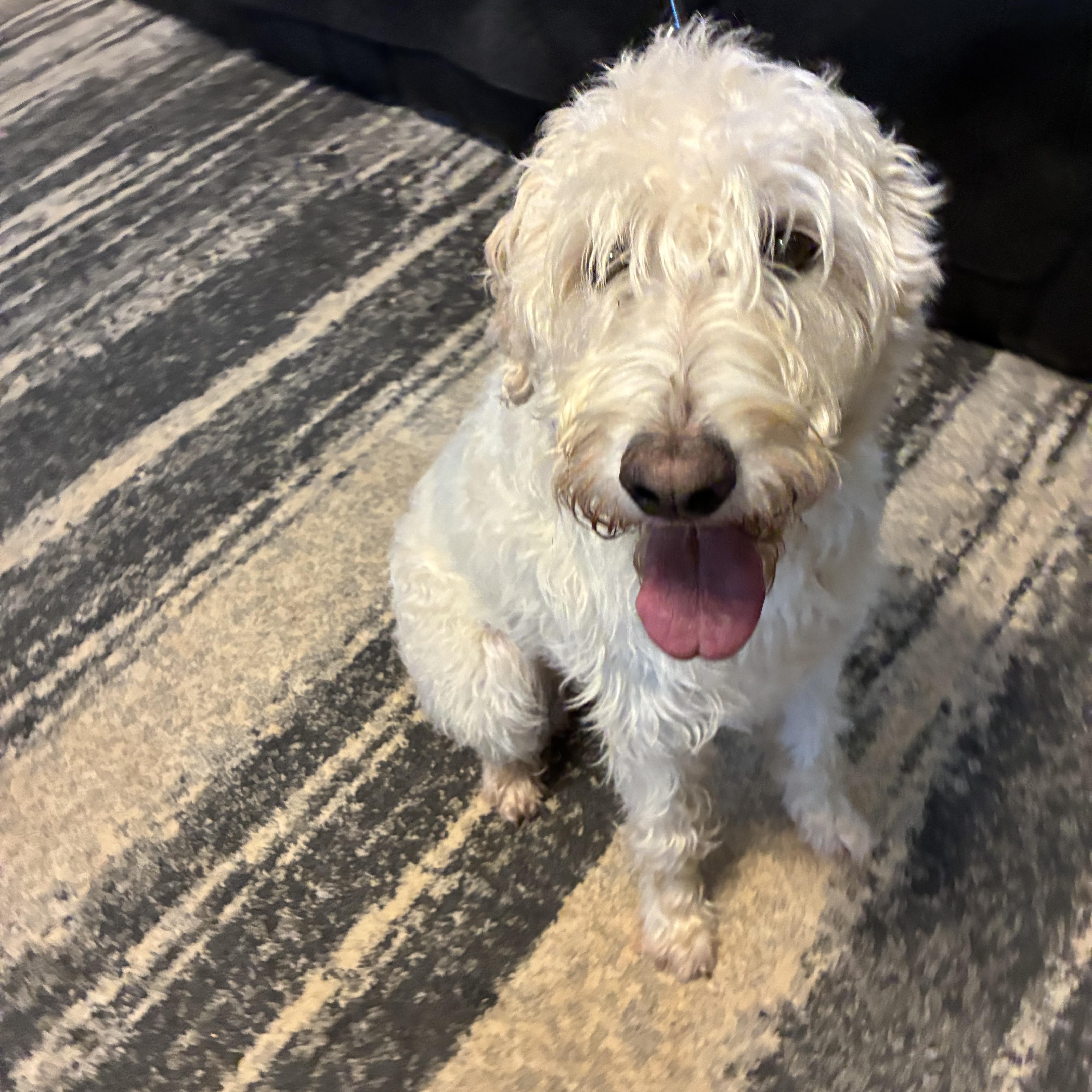 Honey, an adopted Labradoodle in Woodruff, SC image 1/6