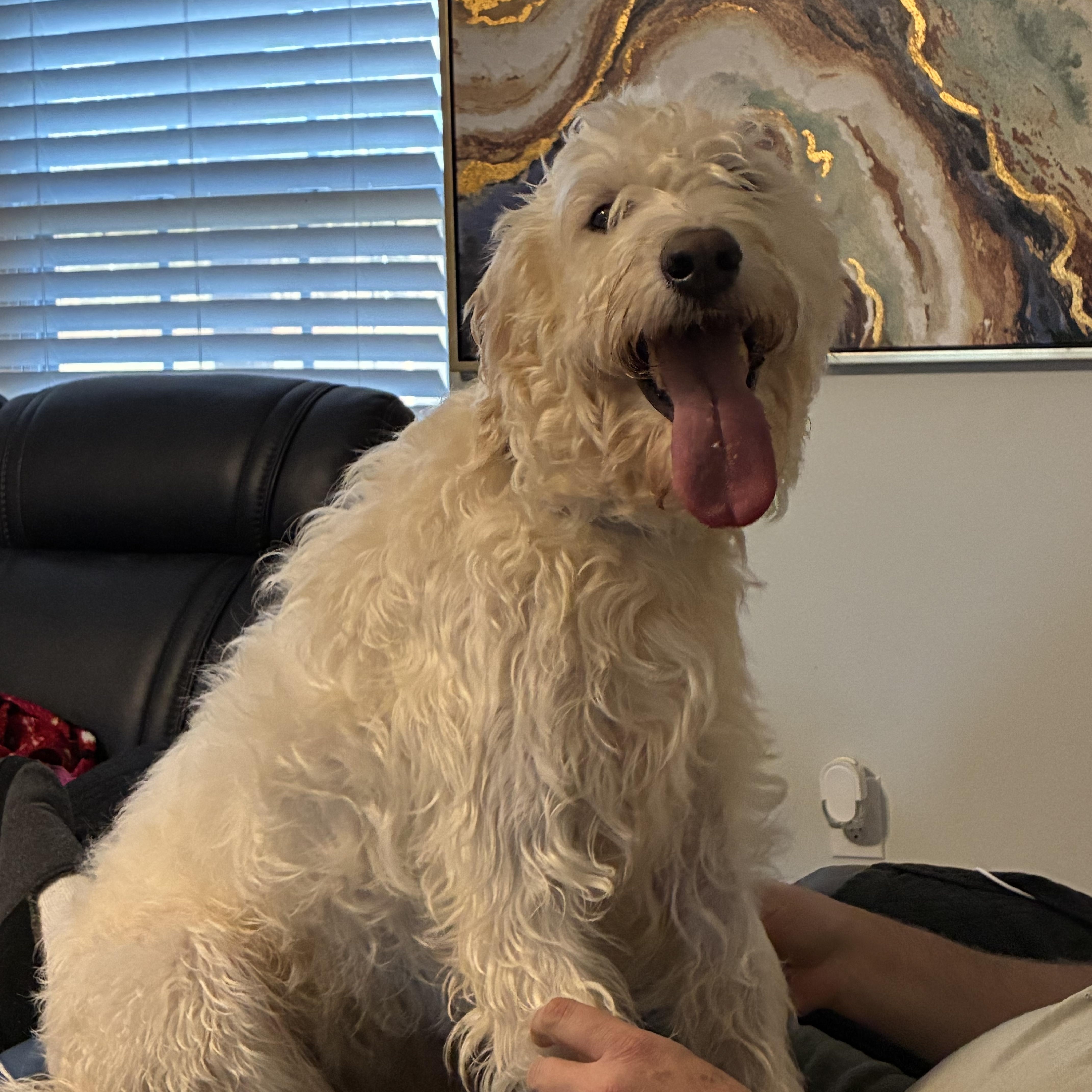 Honey, an adopted Labradoodle in Woodruff, SC image 5/6