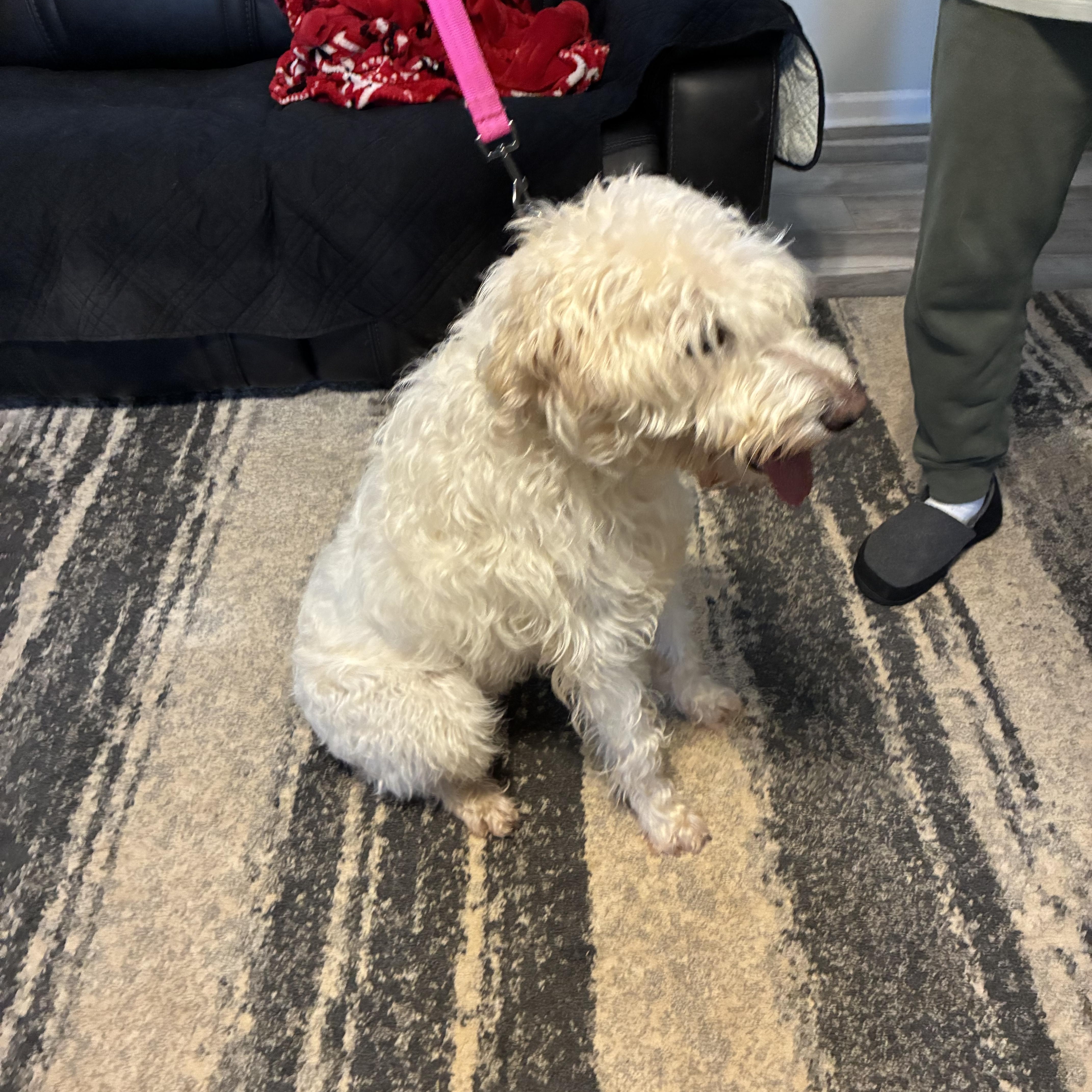 Honey, an adopted Labradoodle in Woodruff, SC image 6/6