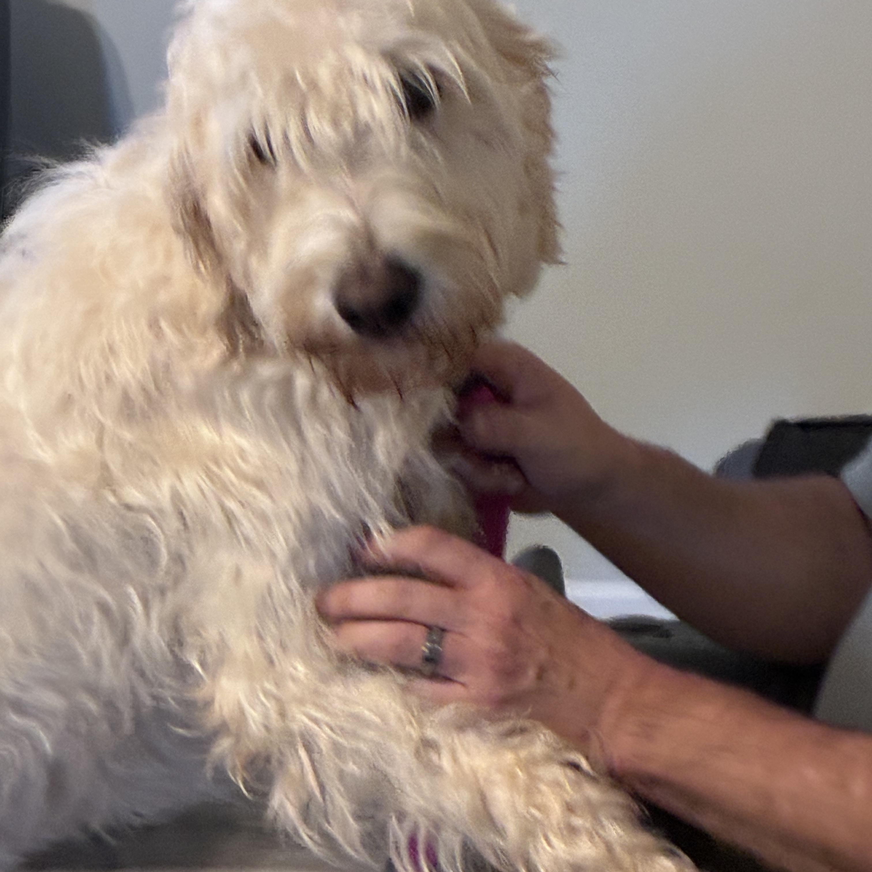 Honey, an adopted Labradoodle in Woodruff, SC image 4/6