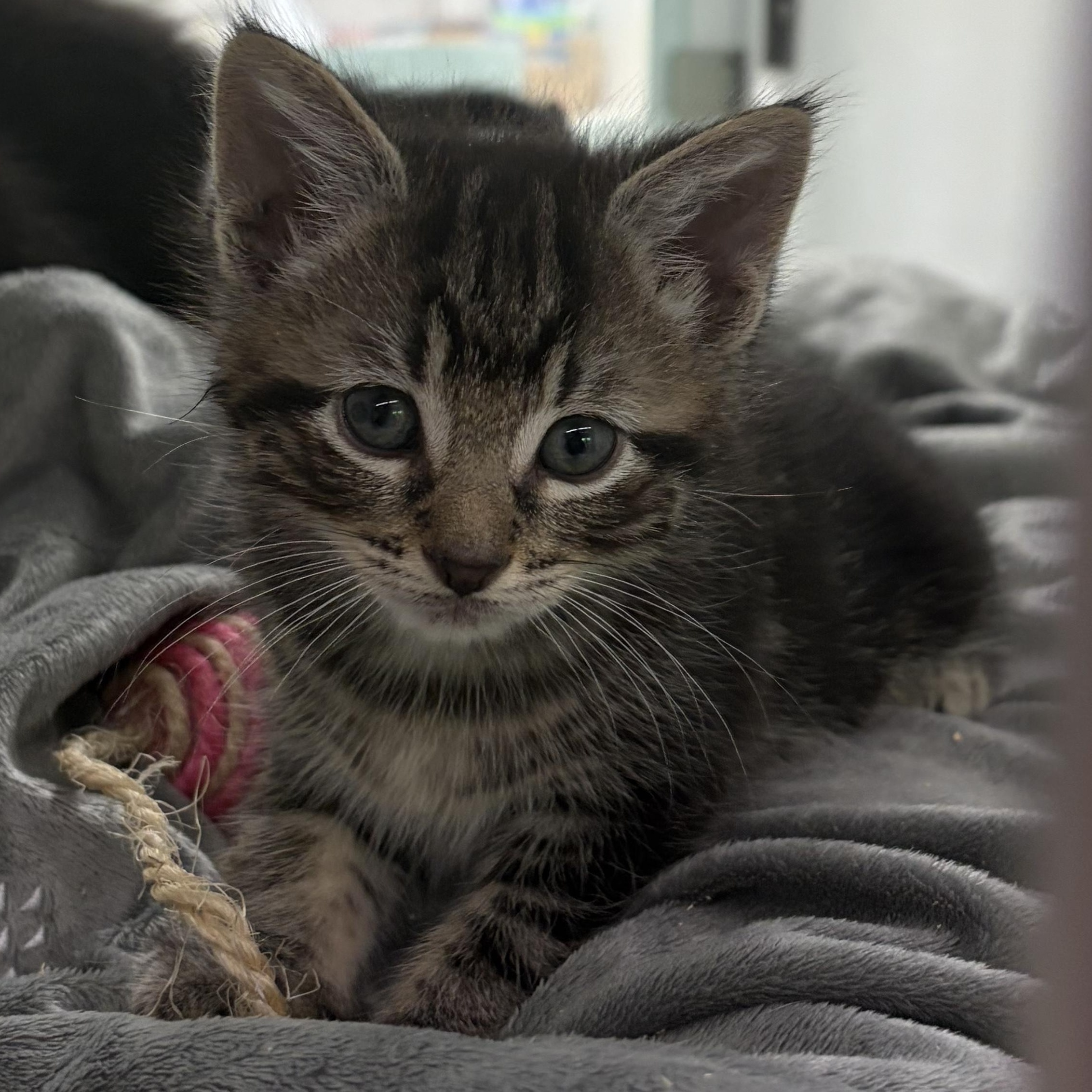 Randy, adopted, Kitten Male Domestic Short Hair.