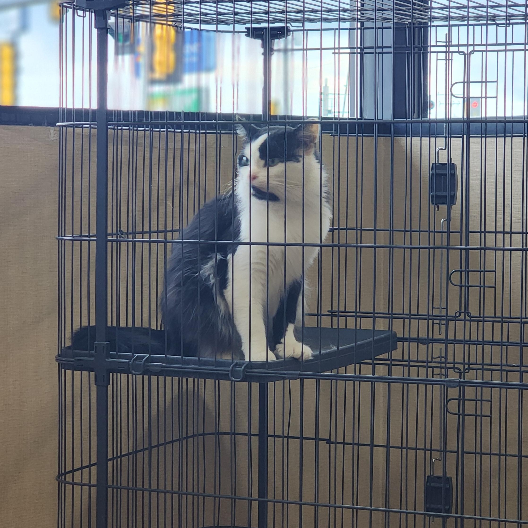 Enlarge Angus, a Adopted Domestic Medium Hair in Marinette, WI image 1/3