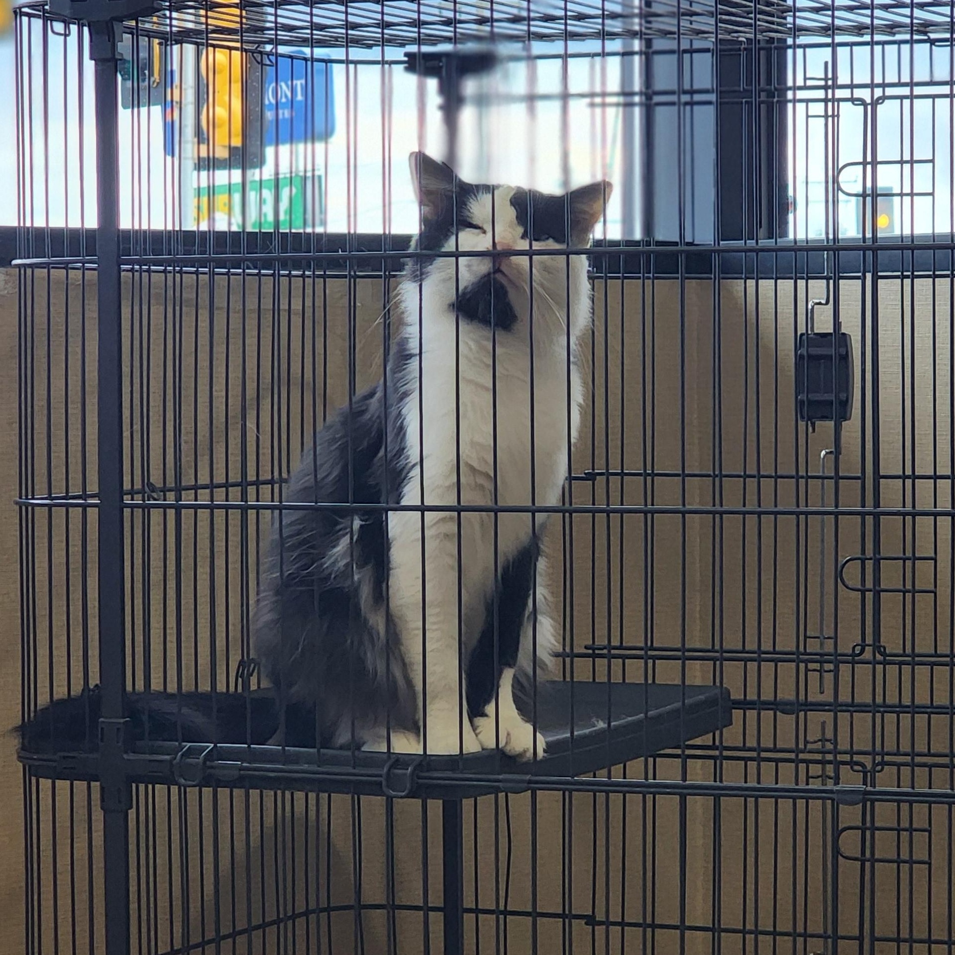 Enlarge Angus, a Adopted Domestic Medium Hair in Marinette, WI image 2/3