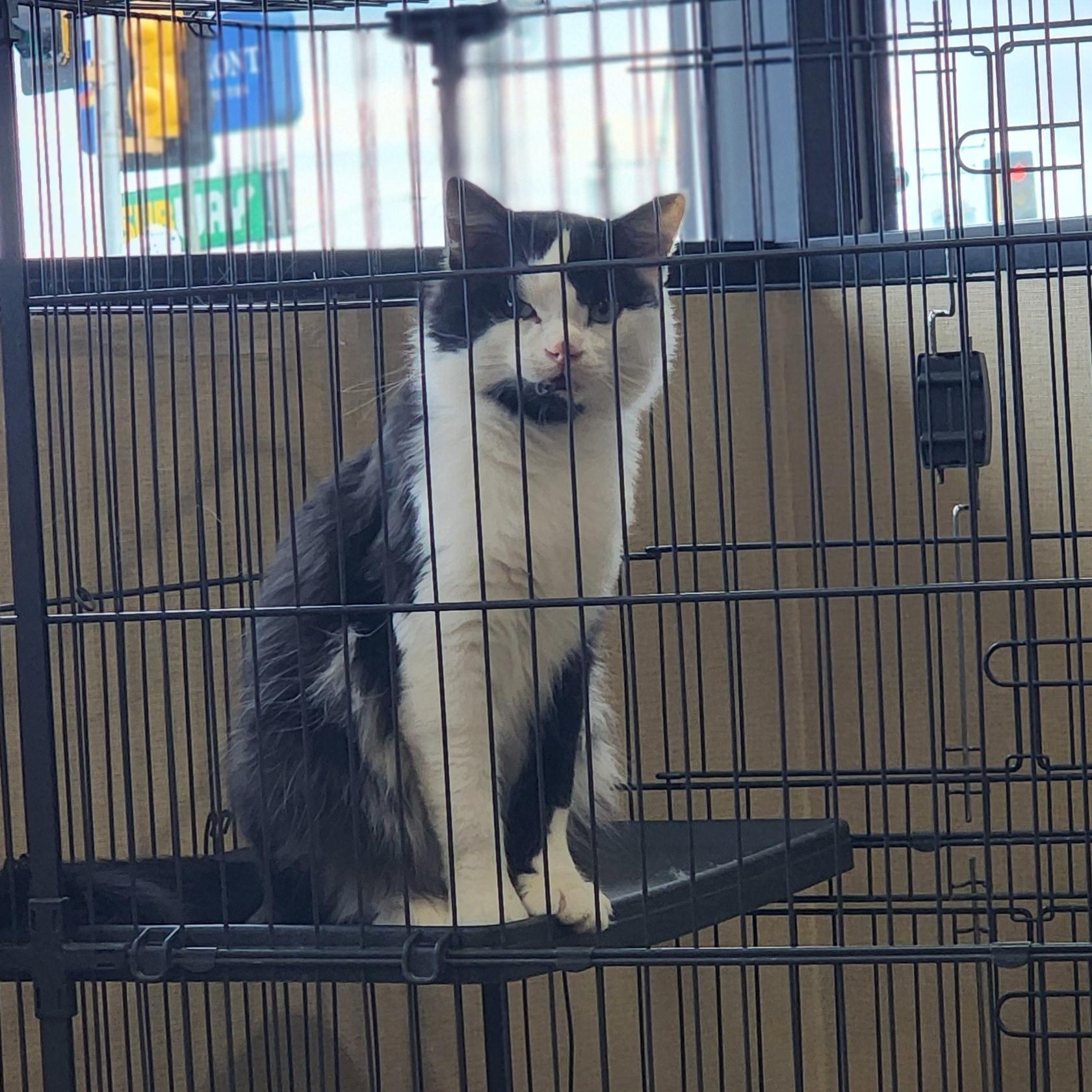 Enlarge Angus, a Adopted Domestic Medium Hair in Marinette, WI image 3/3