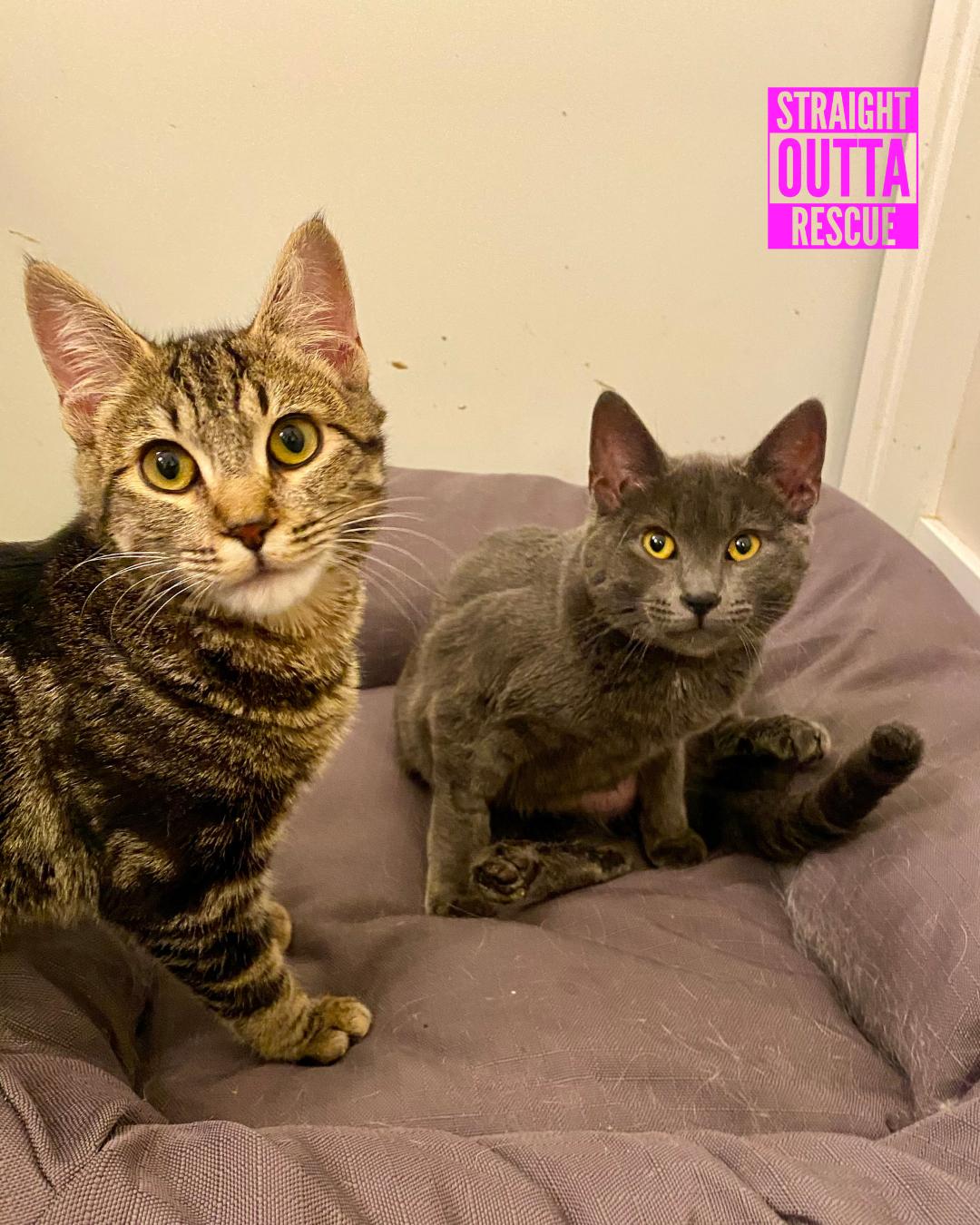 Serena and Blair, a Adoptable Domestic Short Hair in Vancouver, BC image 3/5