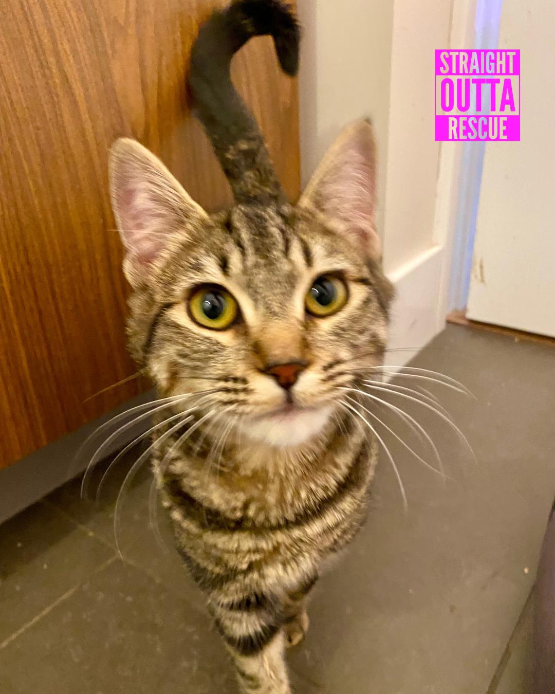 Serena and Blair, a Adoptable Domestic Short Hair in Vancouver, BC image 5/5