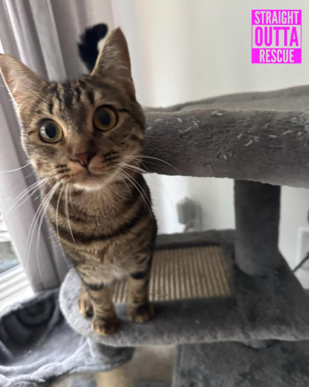 Serena and Blair, a Adoptable Domestic Short Hair in Vancouver, BC image 1/5