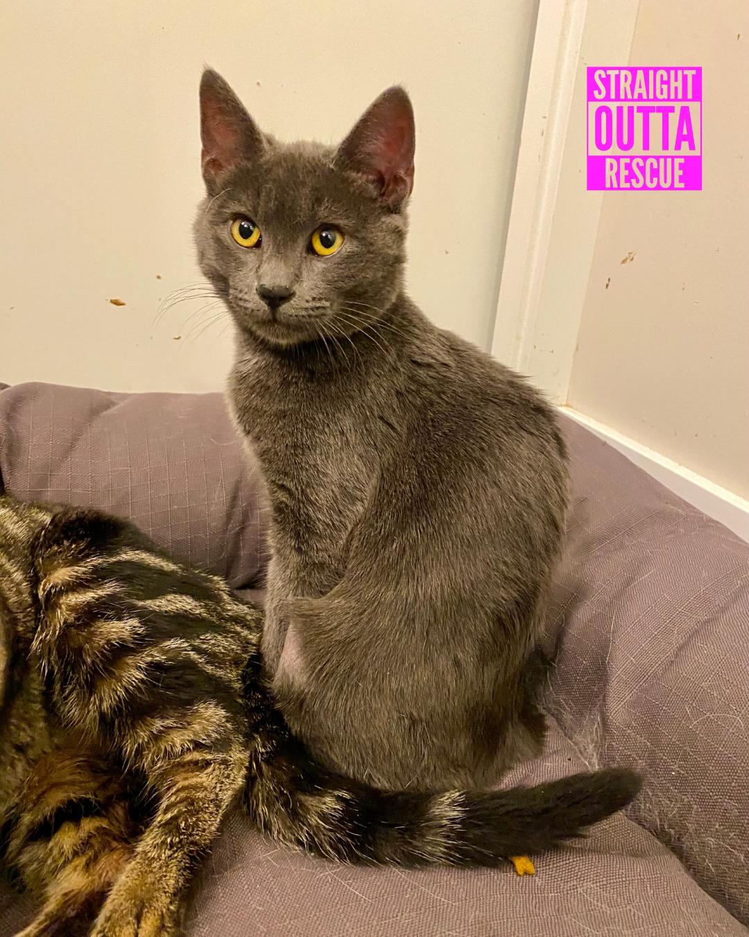 Serena and Blair, a Adoptable Domestic Short Hair in Vancouver, BC image 4/5