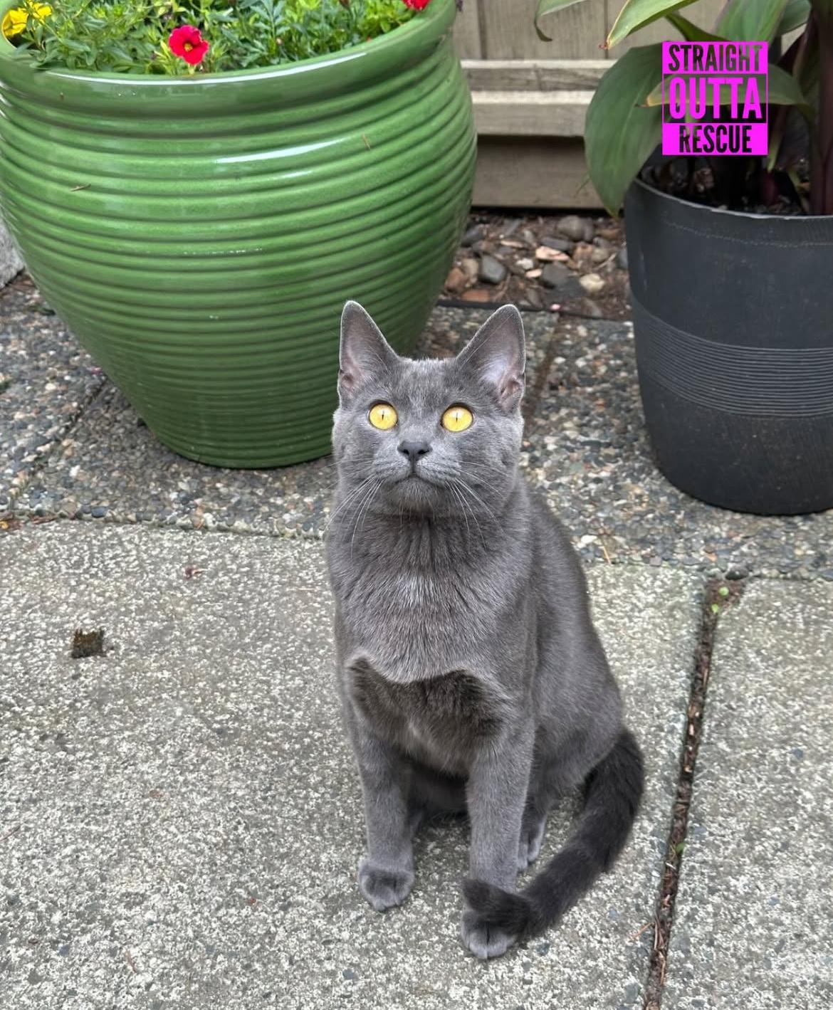 Serena and Blair, a Adoptable Domestic Short Hair in Vancouver, BC image 2/5