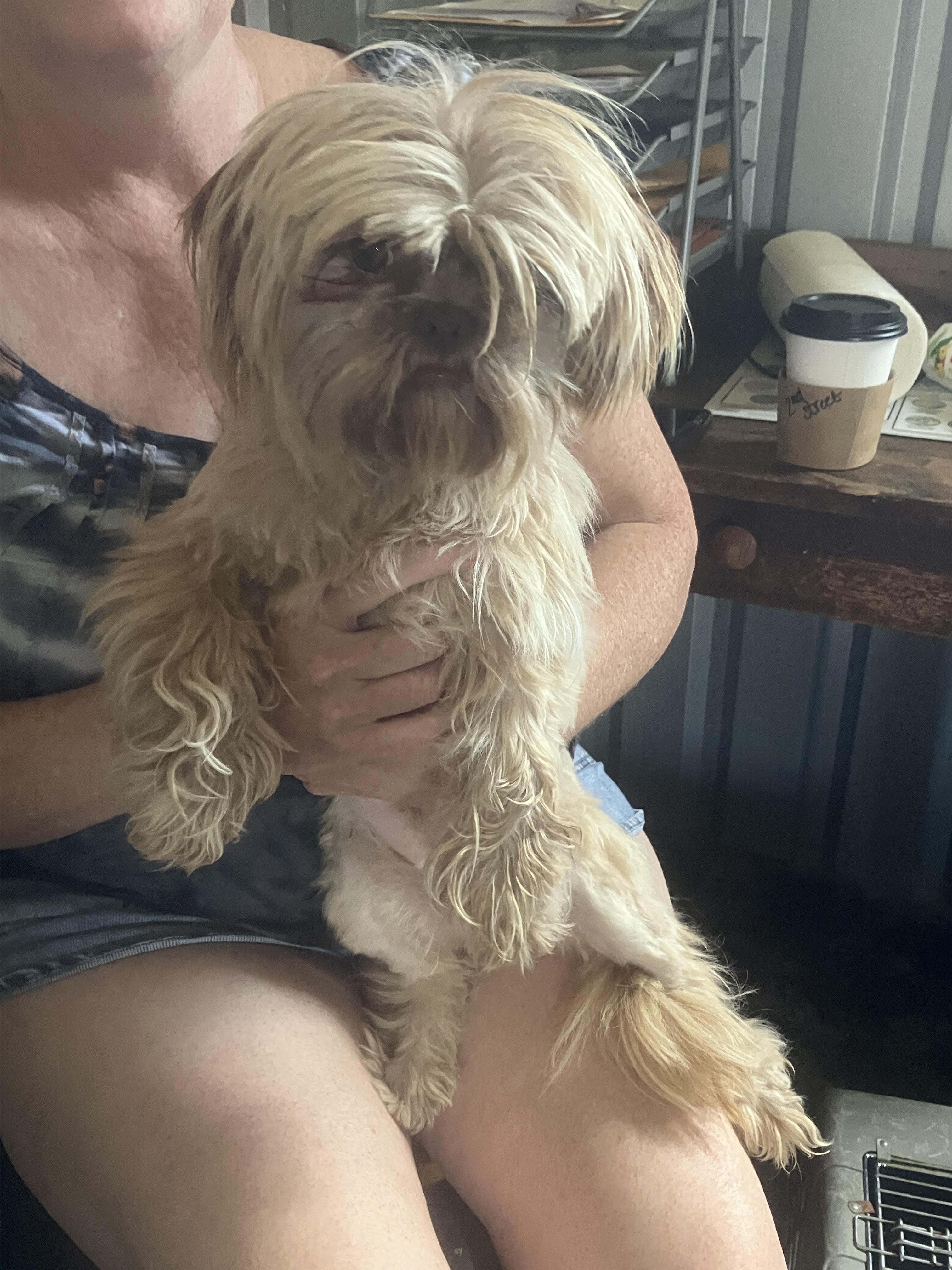 SUBSHINE-Little Wookie, an adopted Shih Tzu in Dallas, TX image 5/6