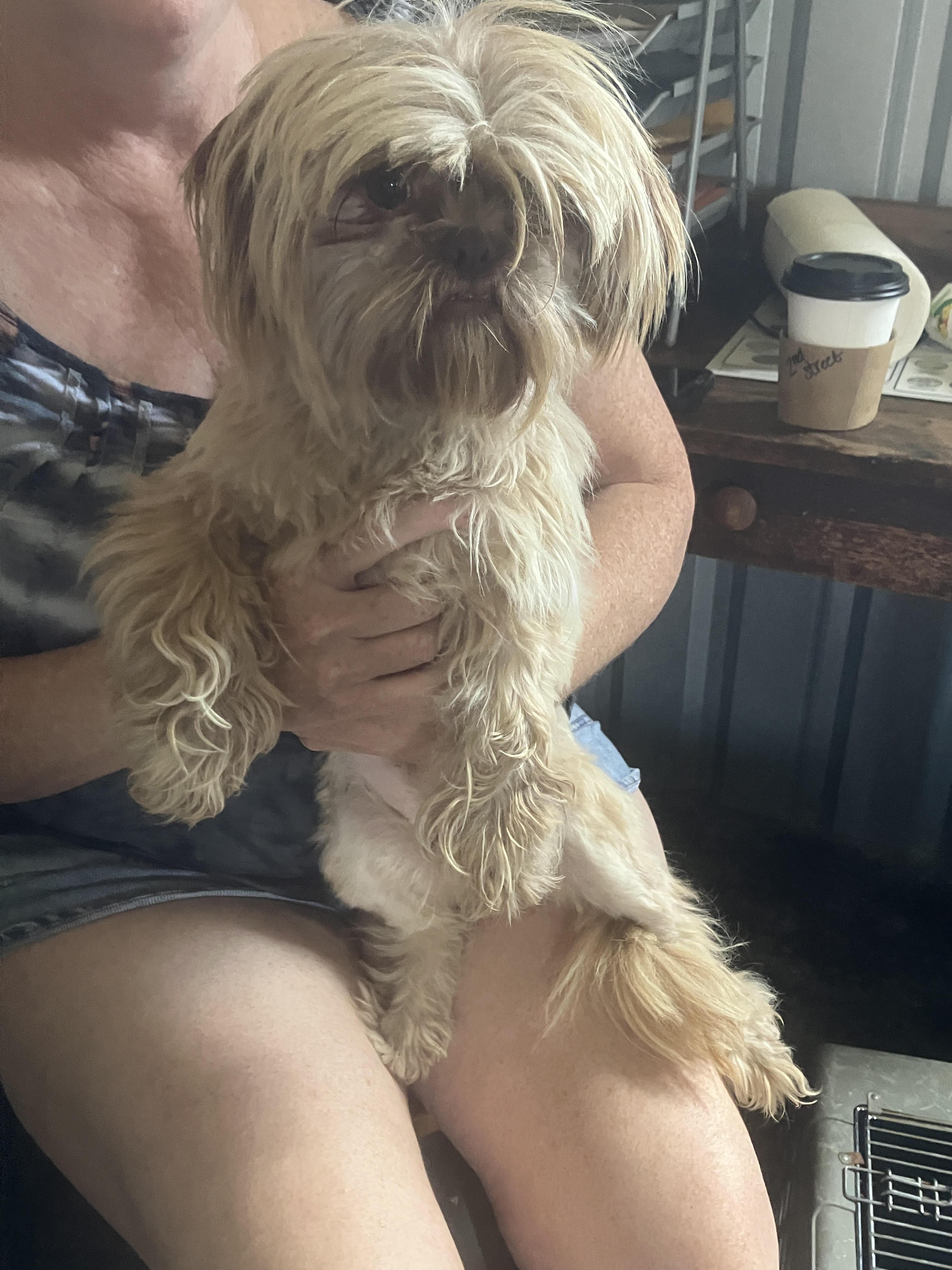 SUBSHINE-Little Wookie, an adopted Shih Tzu in Dallas, TX image 3/6