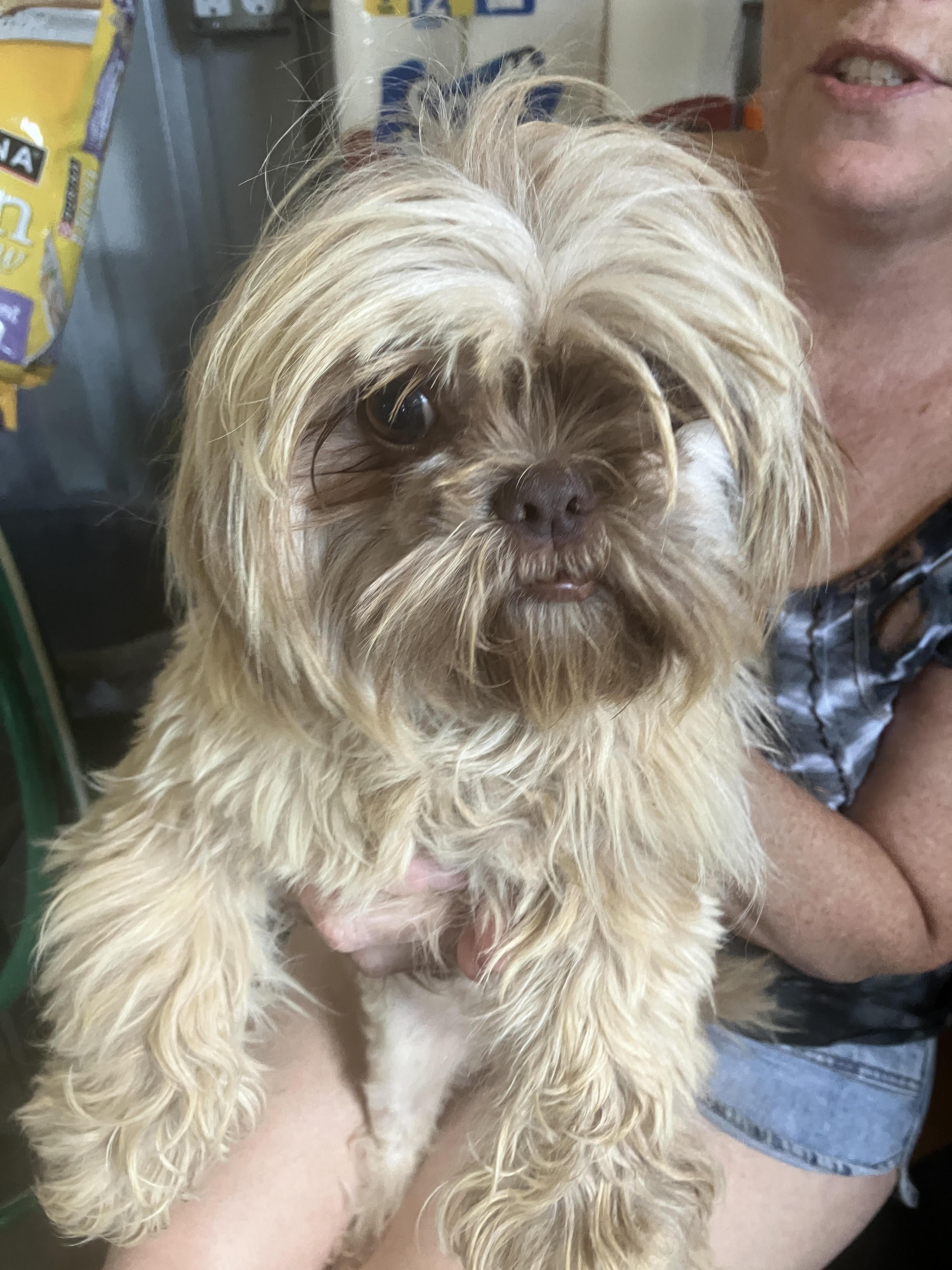 SUBSHINE-Little Wookie, an adopted Shih Tzu in Dallas, TX image 1/6