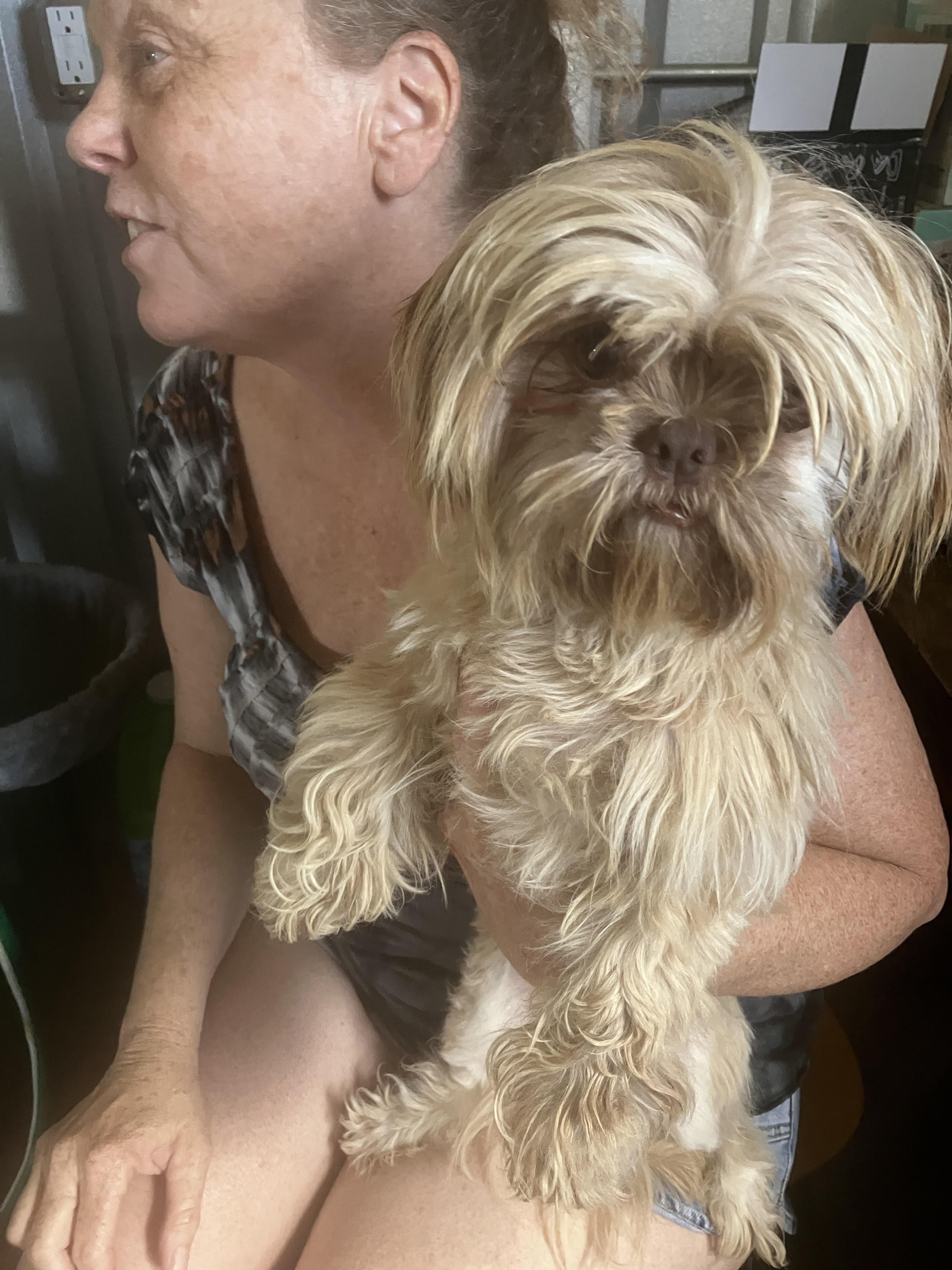 SUBSHINE-Little Wookie, an adopted Shih Tzu in Dallas, TX image 4/6