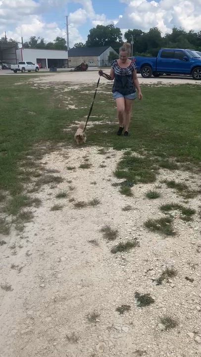 Enlarge SUBSHINE-Little Wookie, an adopted Shih Tzu in Dallas, TX video 6/6