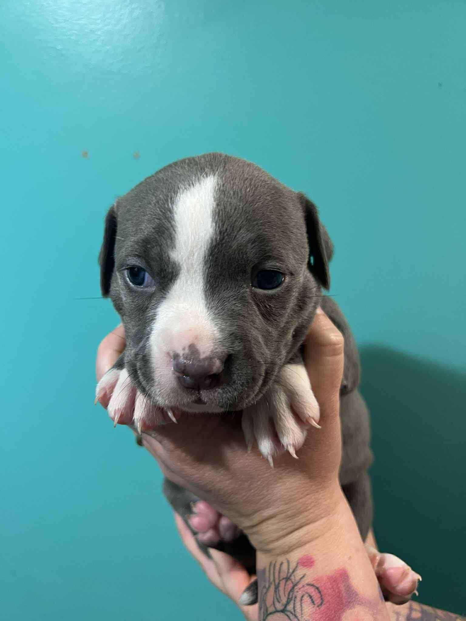 Maui, Adopted, Puppy Male Pit Bull Terrier & Labrador Retriever.