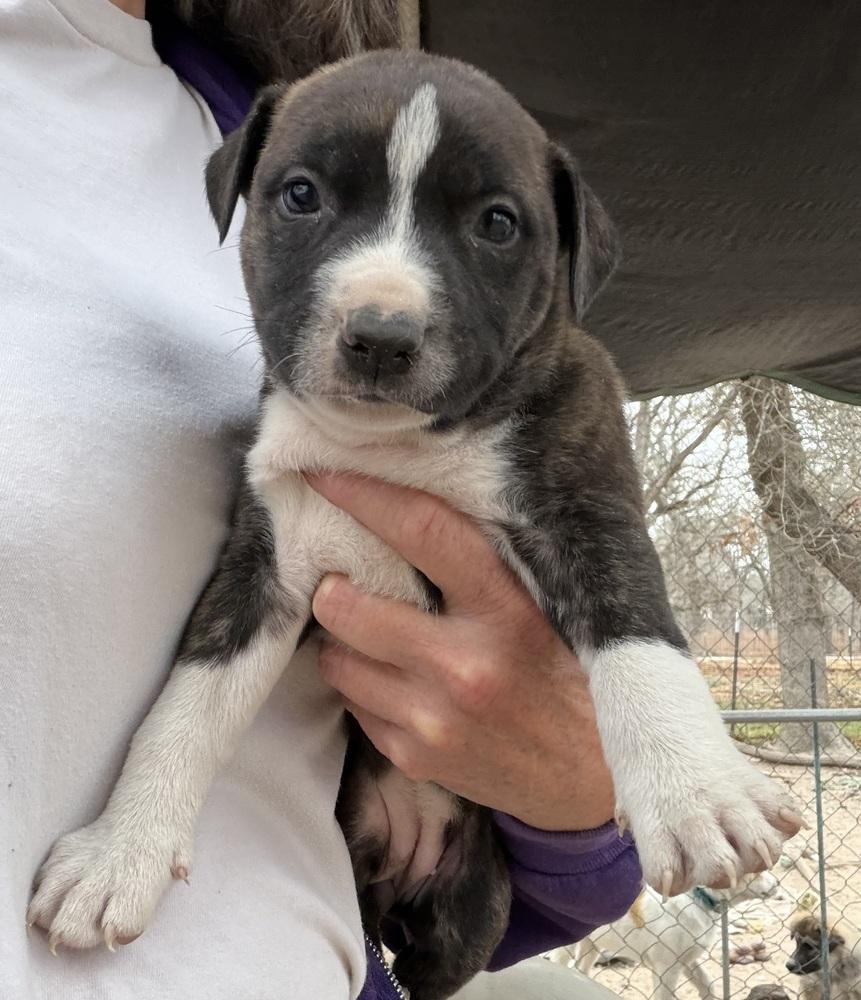 Enlarge Mocha, a Adoptable mixed breed in Seguin, TX image 1/1