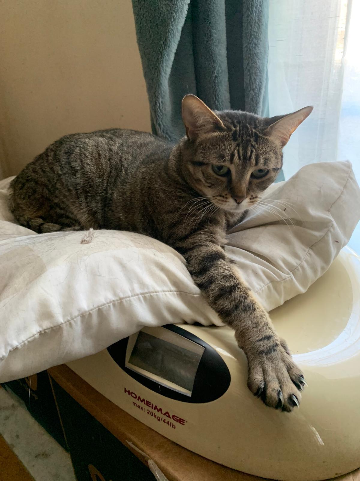Enlarge Sammy, a ADOPTABLE Domestic Short Hair in Brooklyn, NY image 2/3