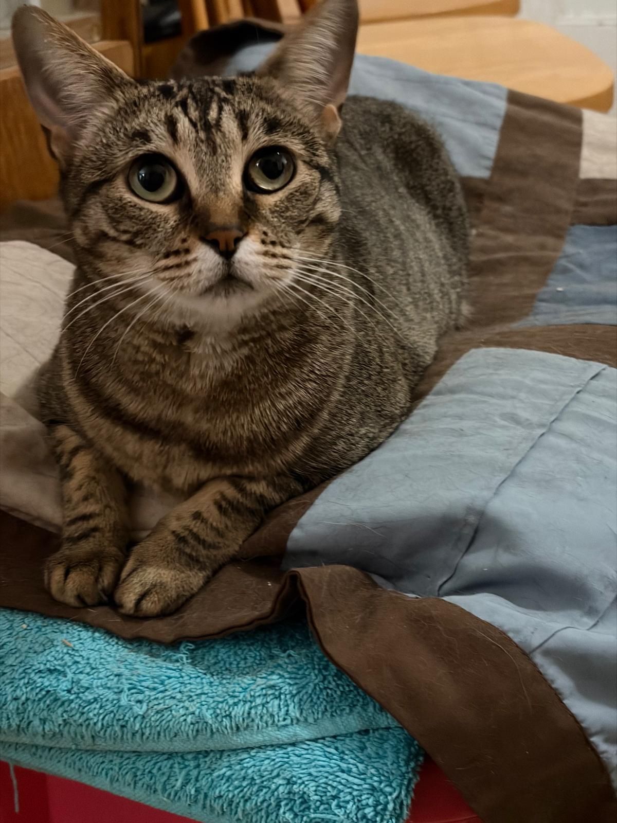 Enlarge Sammy, a ADOPTABLE Domestic Short Hair in Brooklyn, NY image 3/3
