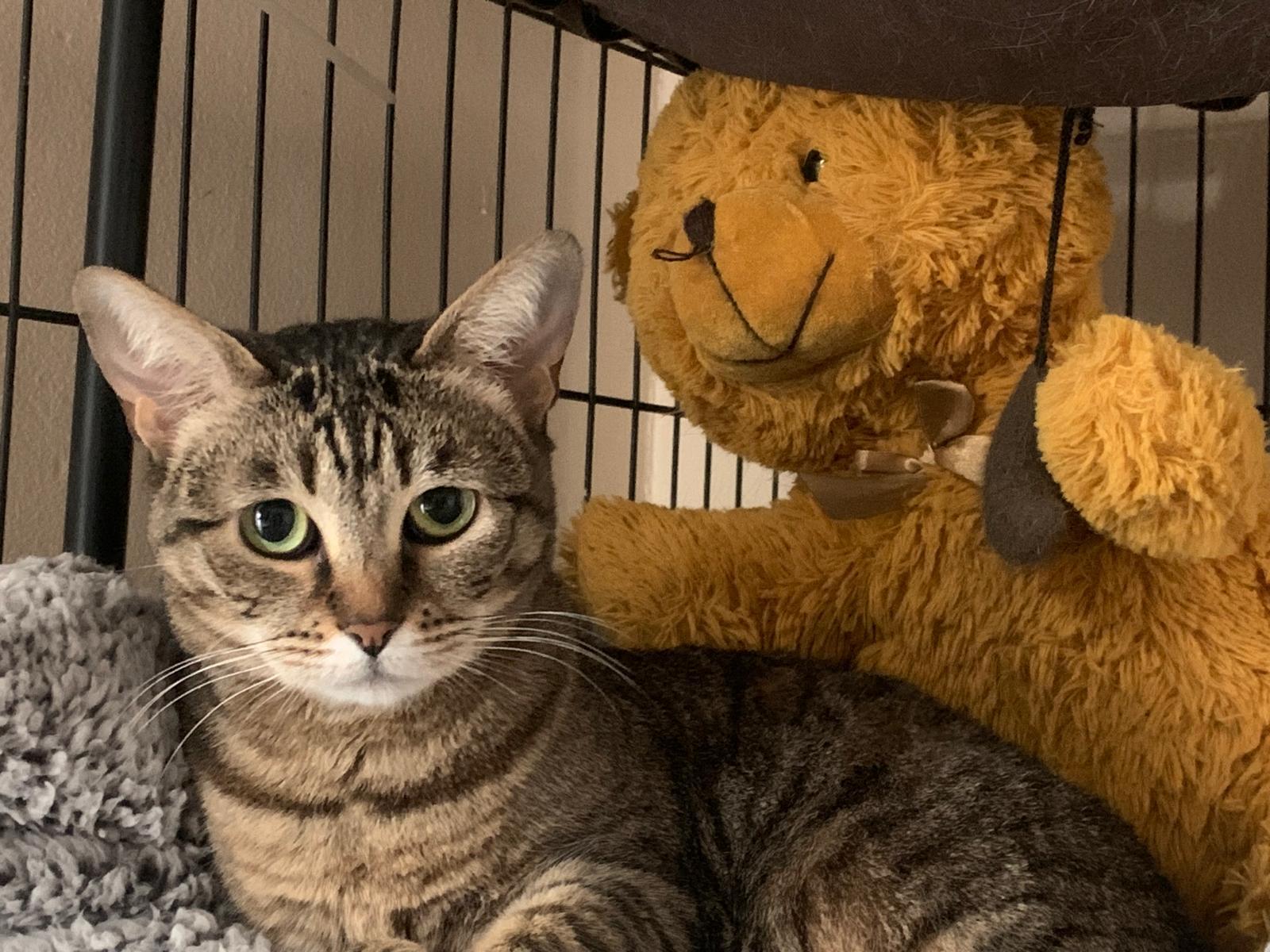 Enlarge Sammy, a ADOPTABLE Domestic Short Hair in Brooklyn, NY image 1/3