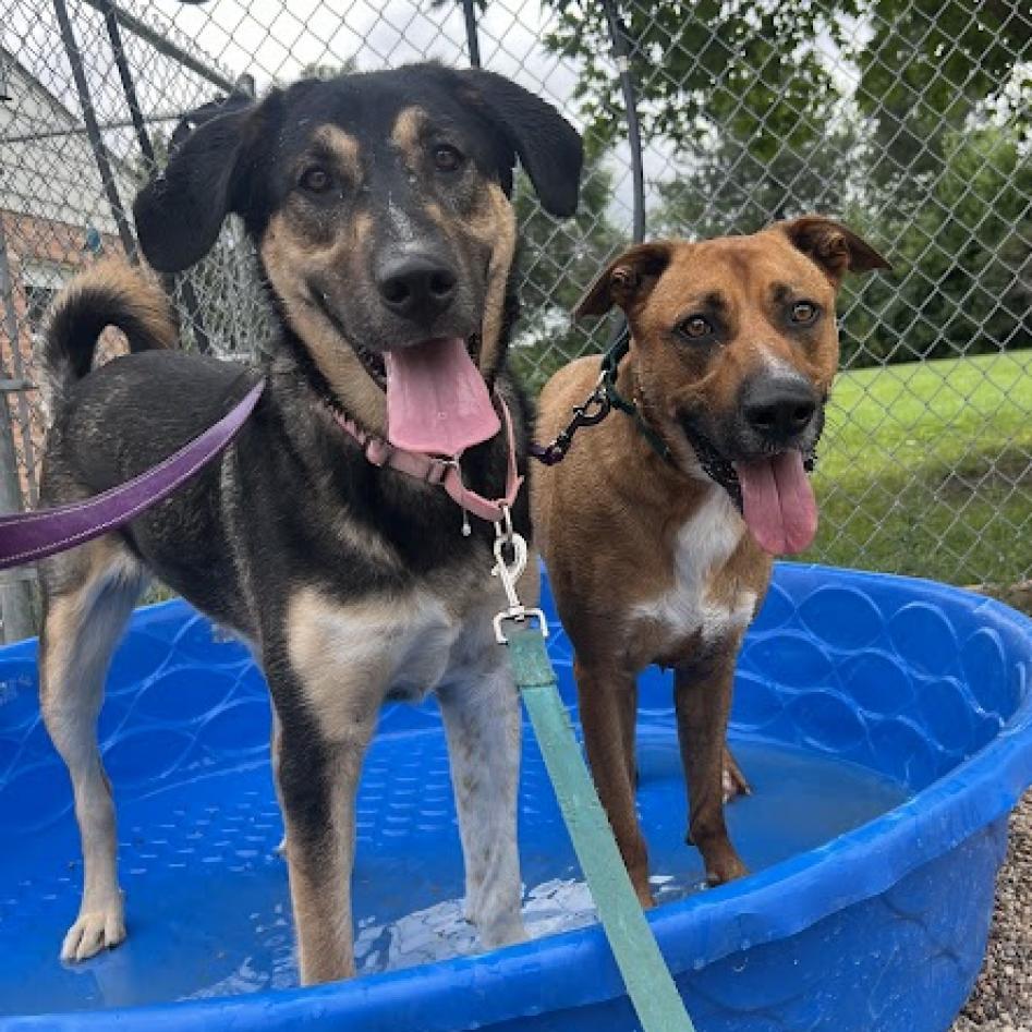 Carter, Adoptable, Adult Male German Shepherd Dog & Labrador Retriever.