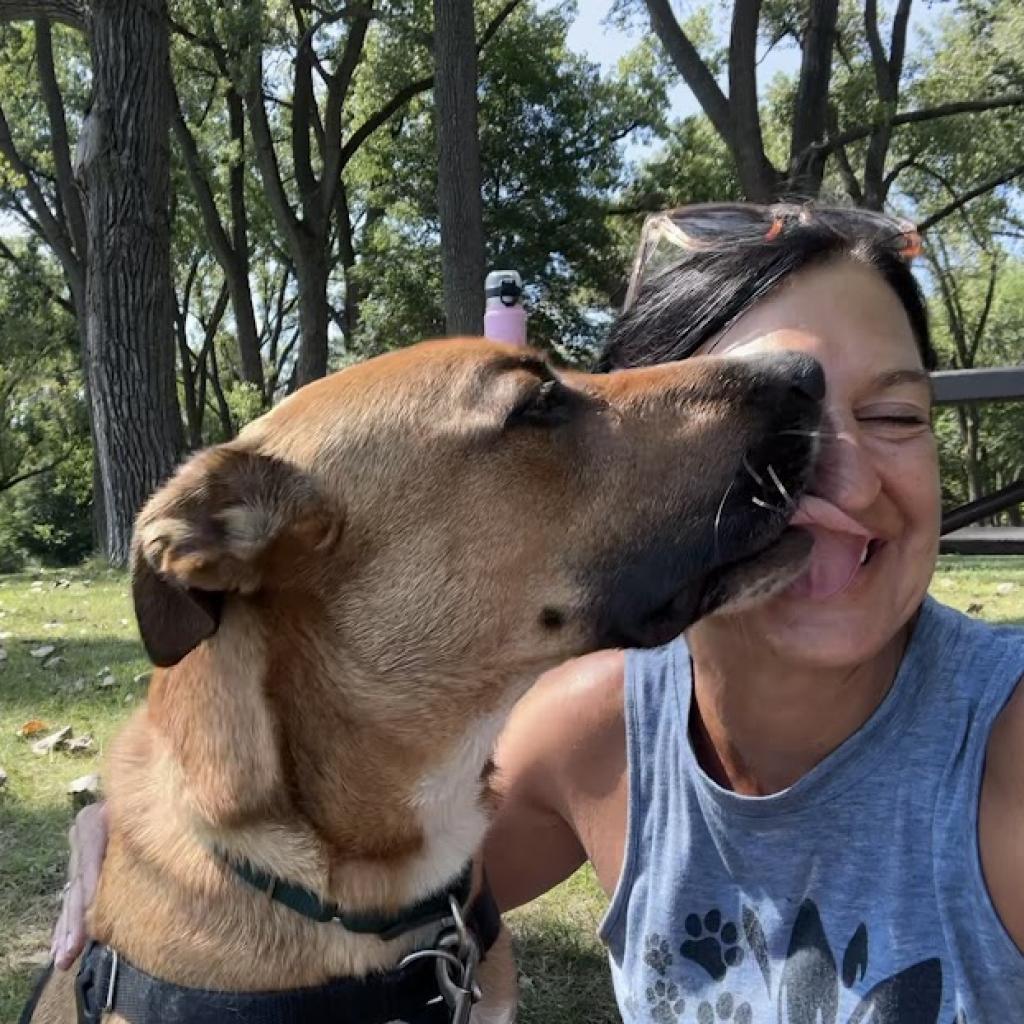 Enlarge Carter, a Adoptable mixed breed in South Elgin, IL image 2/6