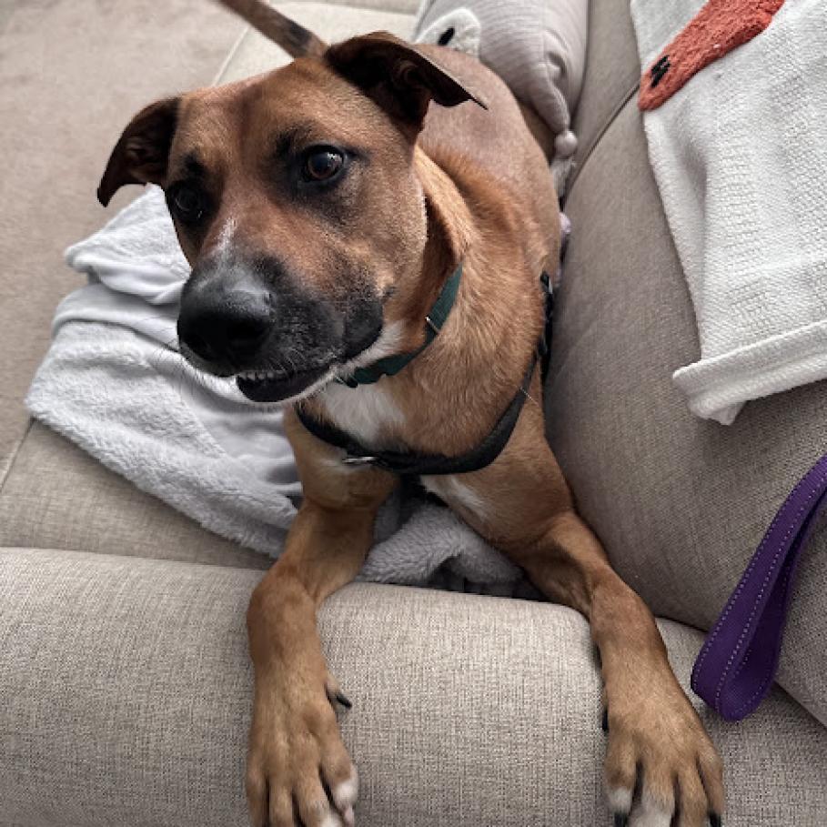 Enlarge Carter, a Adoptable mixed breed in South Elgin, IL image 3/6