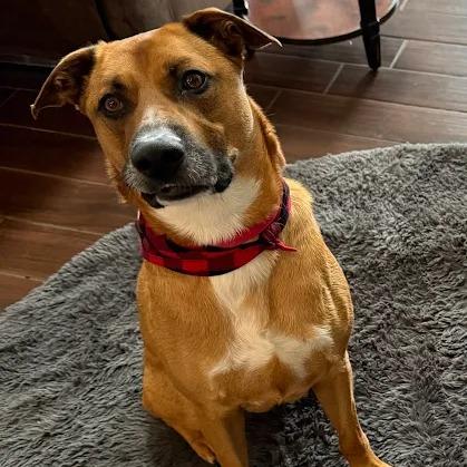 Enlarge Carter, a Adoptable mixed breed in South Elgin, IL image 4/6