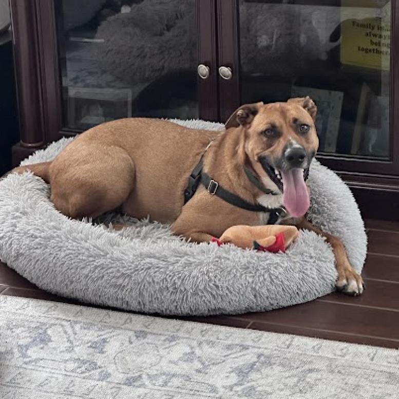 Enlarge Carter, a Adoptable mixed breed in South Elgin, IL image 5/6