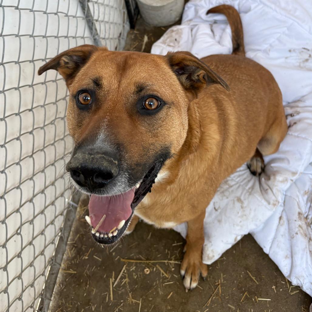 Carter, a Adoptable mixed breed in South Elgin, IL image 5/6