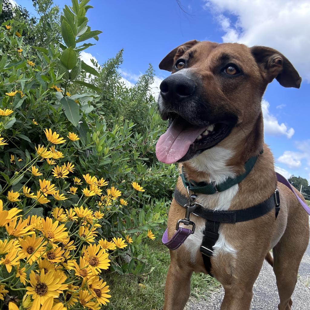 Enlarge Carter, a Adoptable mixed breed in South Elgin, IL image 6/6