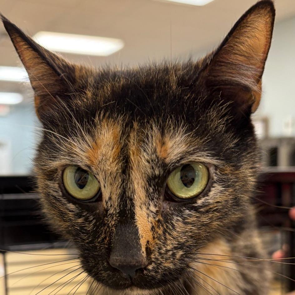 Enlarge Spooky, a Adoptable Domestic Short Hair in Greensboro, GA image 1/3