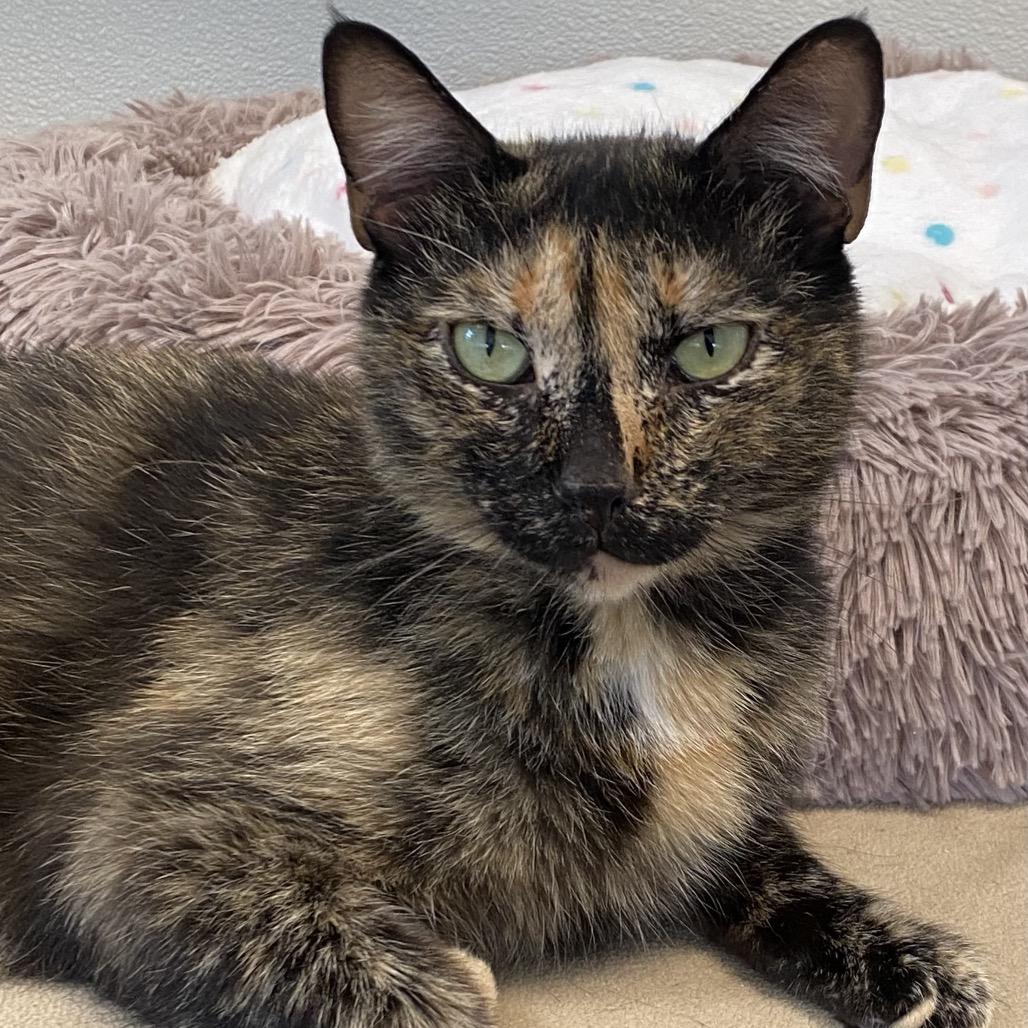 Enlarge Spooky, a Adoptable Domestic Short Hair in Greensboro, GA image 1/6