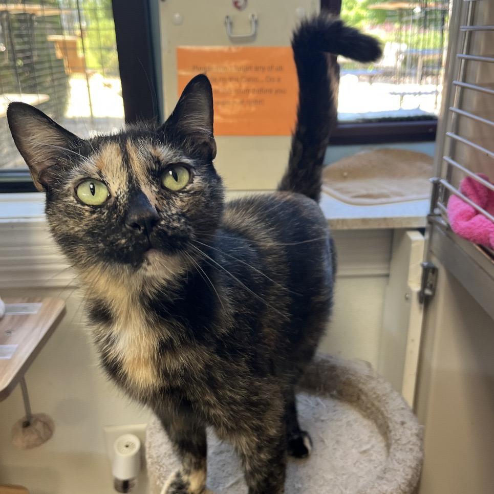Enlarge Spooky, a Adoptable Domestic Short Hair in Greensboro, GA image 2/6