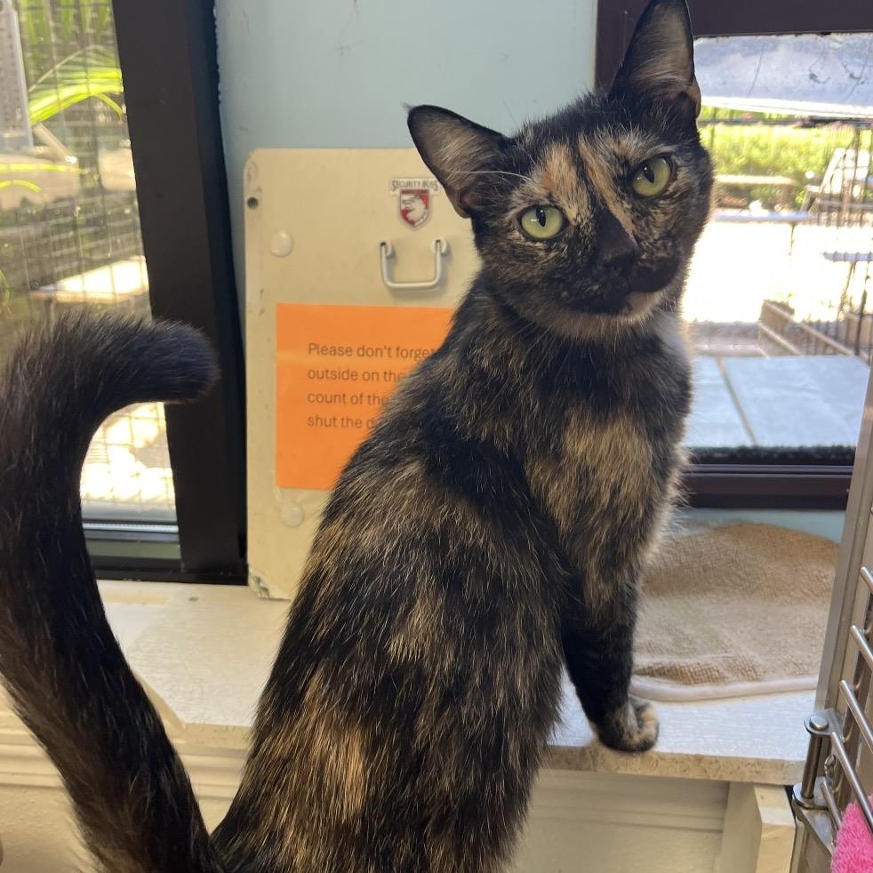 Enlarge Spooky, a Adoptable Domestic Short Hair in Greensboro, GA image 3/6
