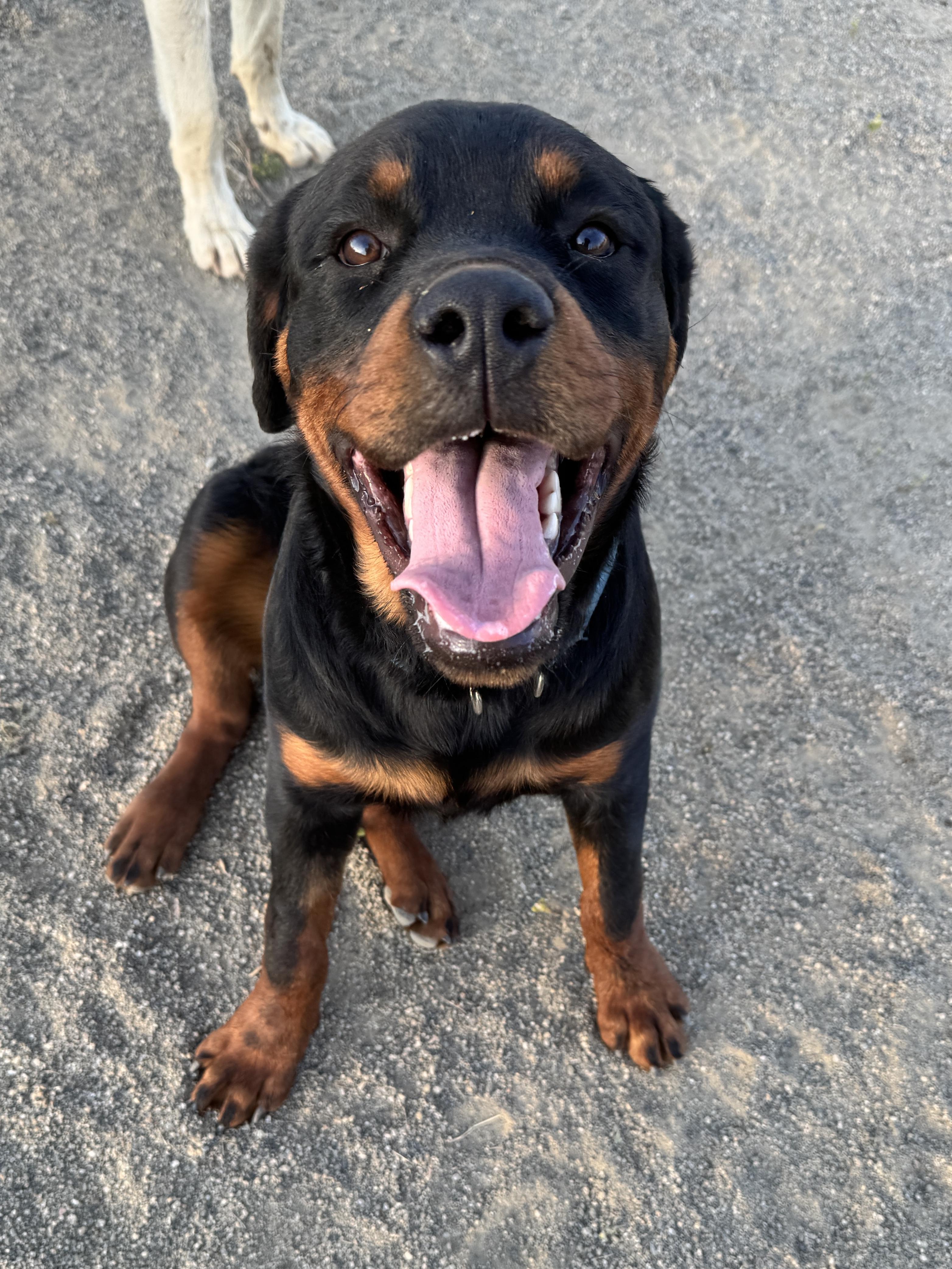 Enlarge STETSON, a Adoptable Rottweiler in Perris, CA image 2/5