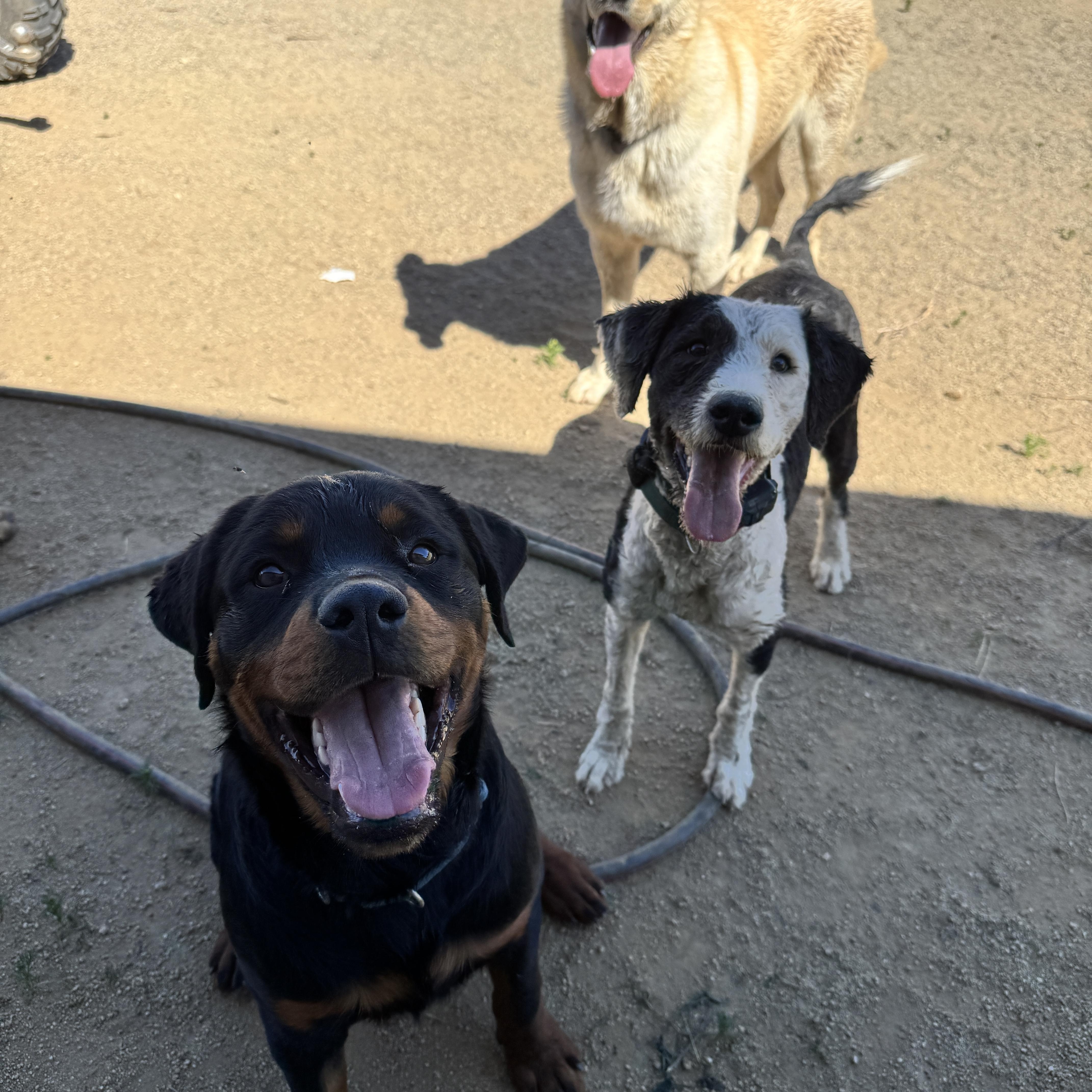 Enlarge STETSON, a Adoptable Rottweiler in Perris, CA image 5/5
