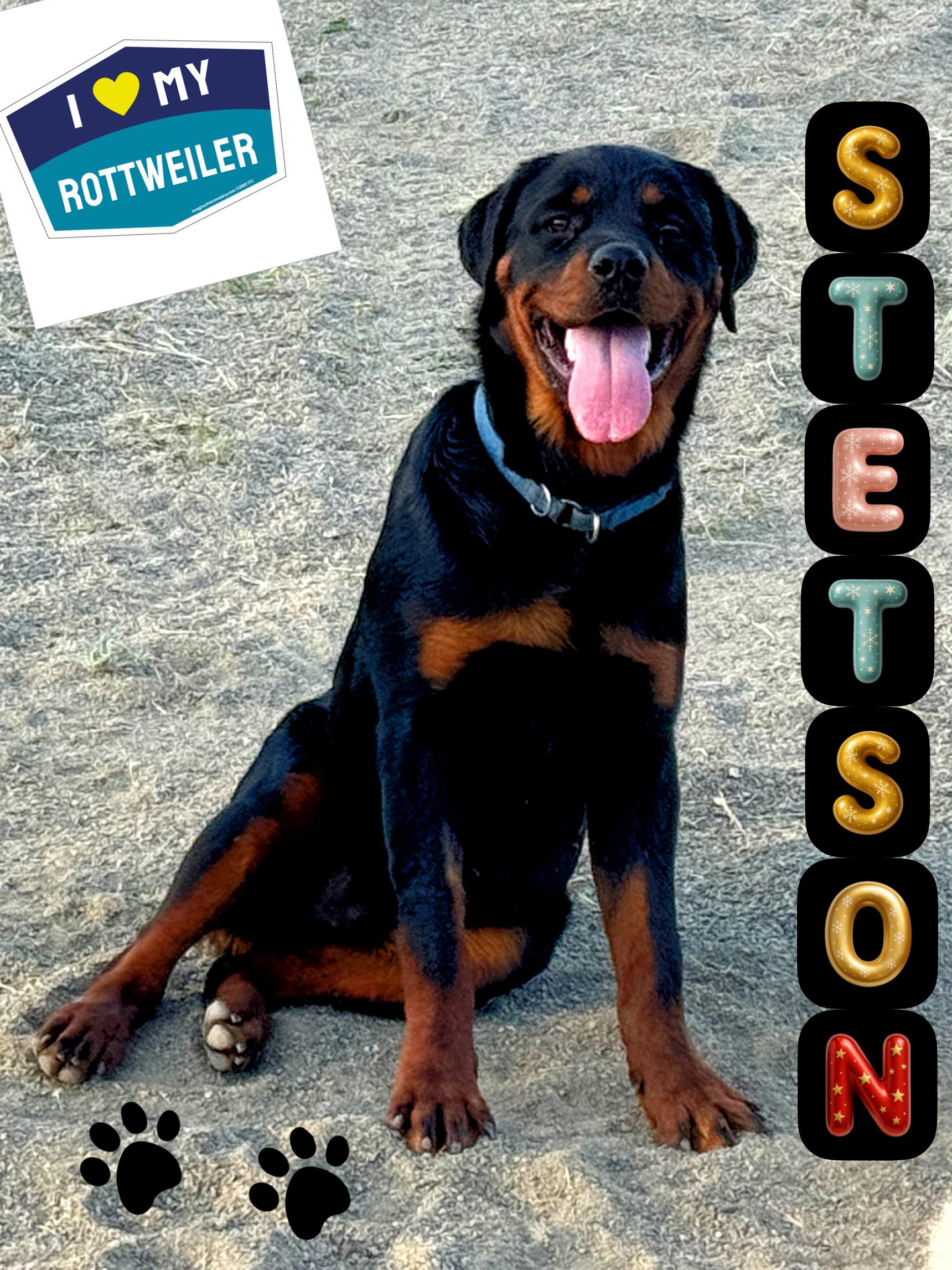 Enlarge STETSON, a Adoptable Rottweiler in Perris, CA image 1/5