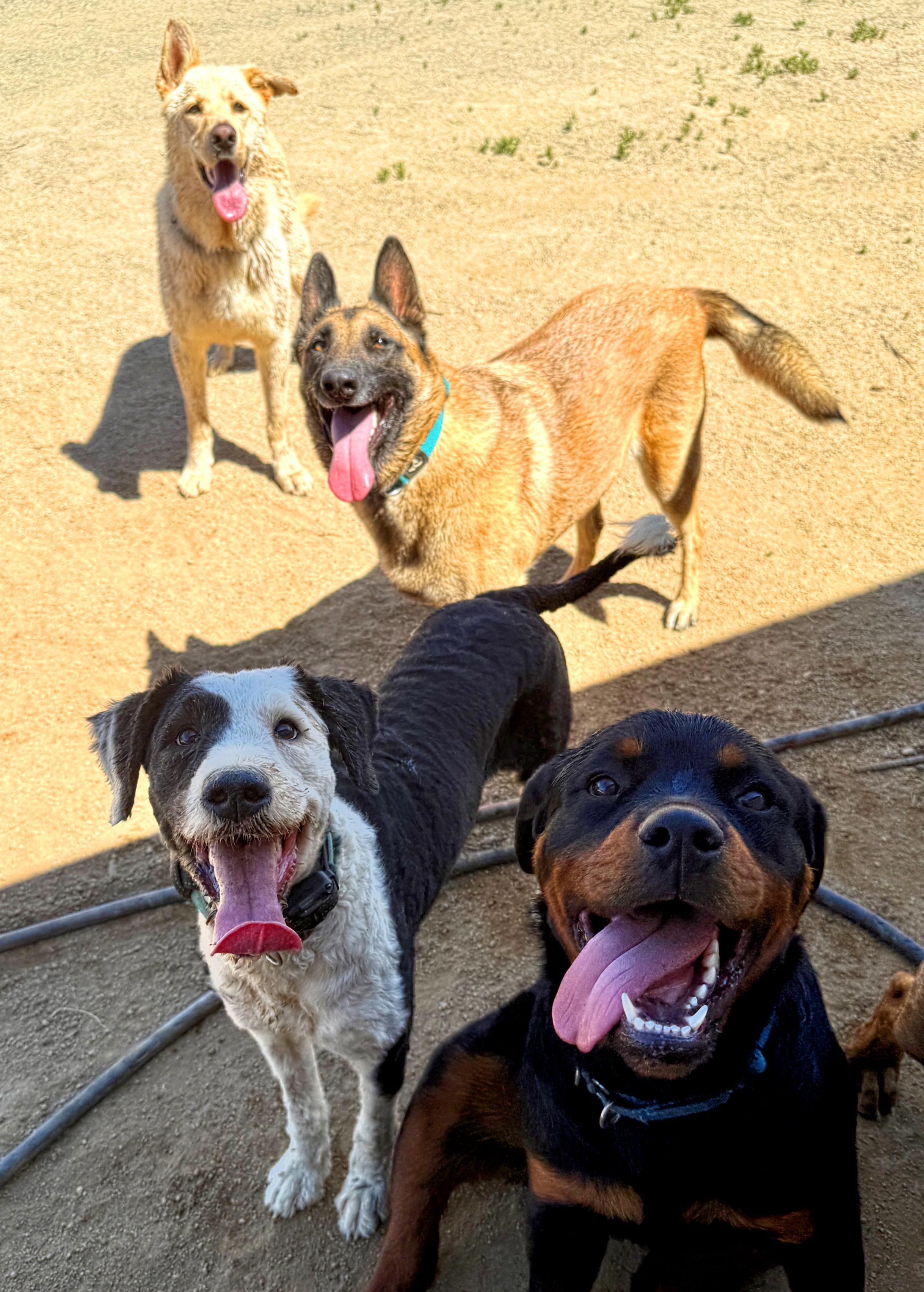 Enlarge STETSON, a Adoptable Rottweiler in Perris, CA image 4/5