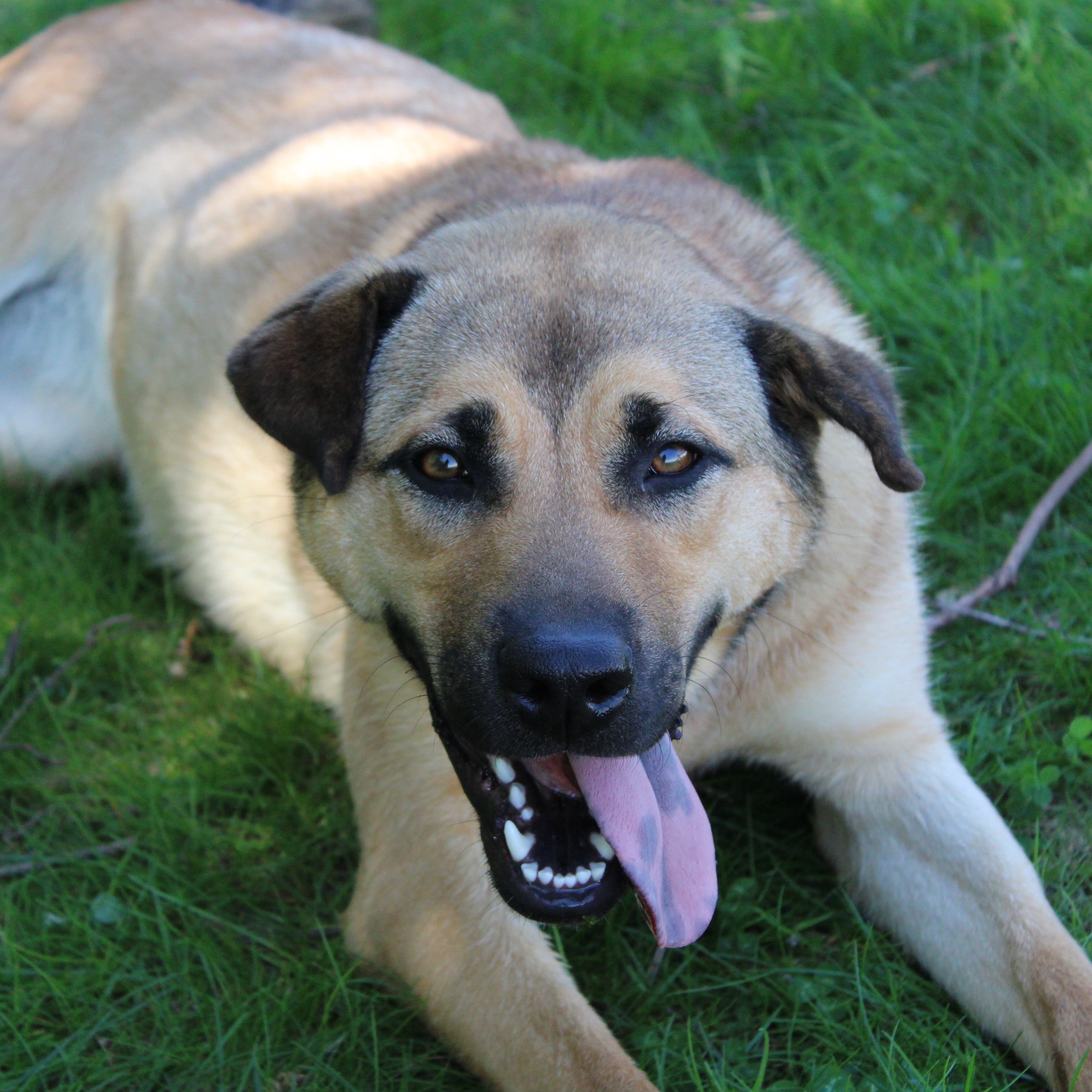 Enlarge Ursla, a Adoptable mixed breed in Battle Creek, MI image 6/6