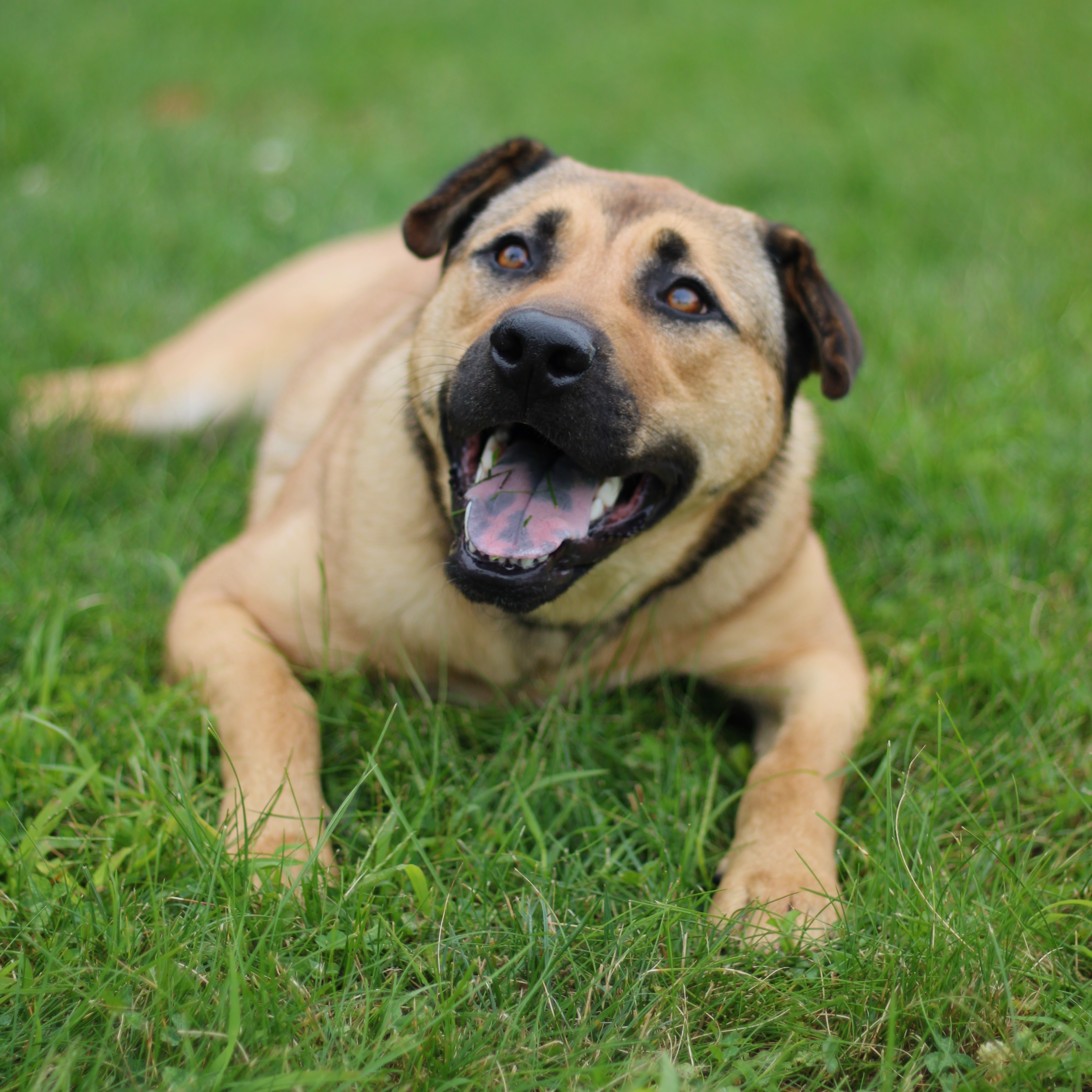 Ursla, Adoptable, Adult Female Shar-Pei & Shepherd.