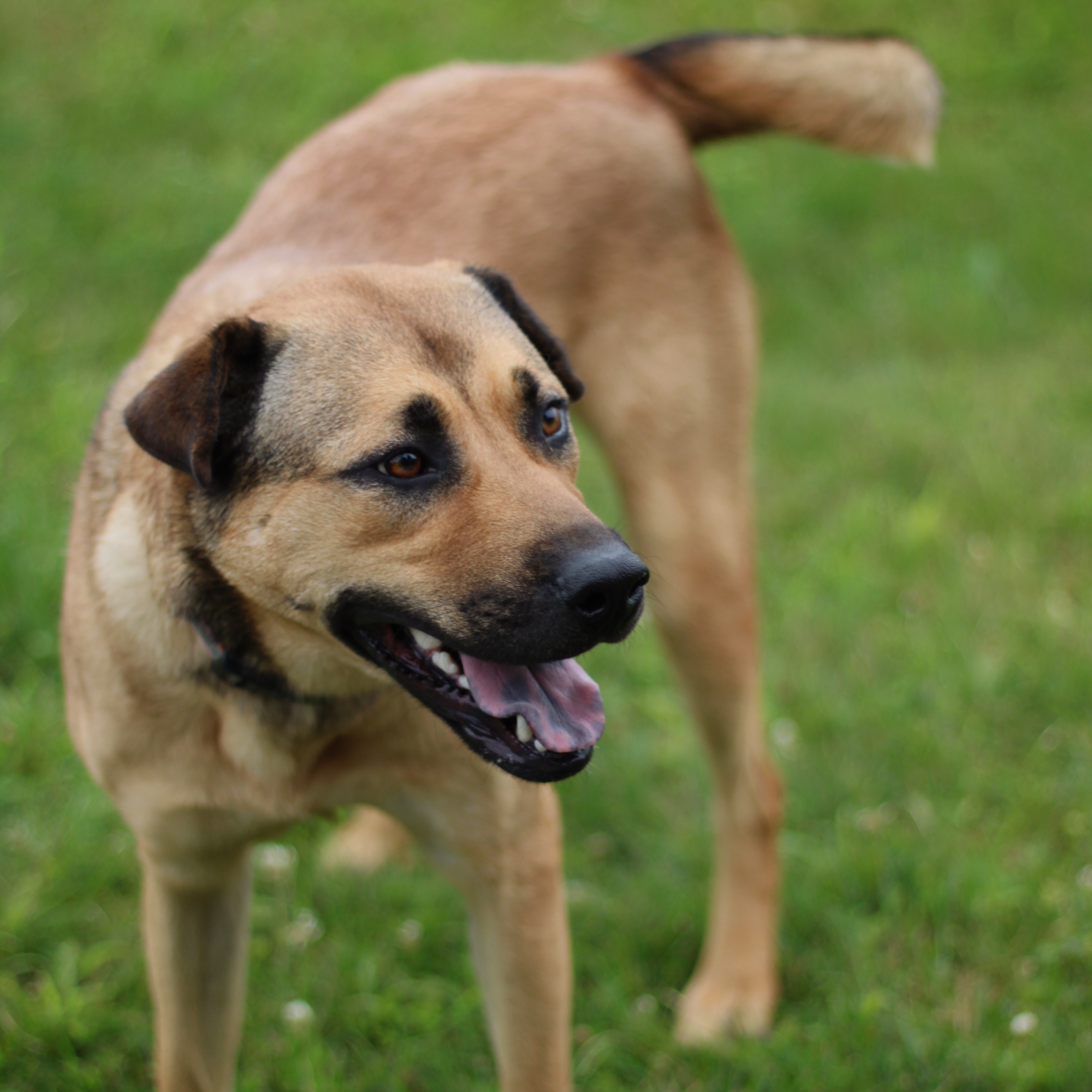 Enlarge Ursla, a Adoptable mixed breed in Battle Creek, MI image 3/6