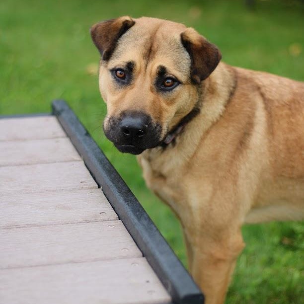 Enlarge Ursla, a Adoptable mixed breed in Battle Creek, MI image 2/6