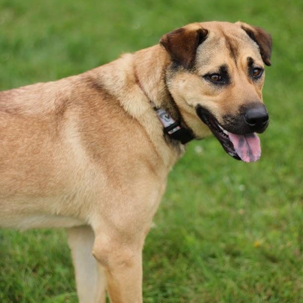 Enlarge Ursla, a Adoptable mixed breed in Battle Creek, MI image 4/6